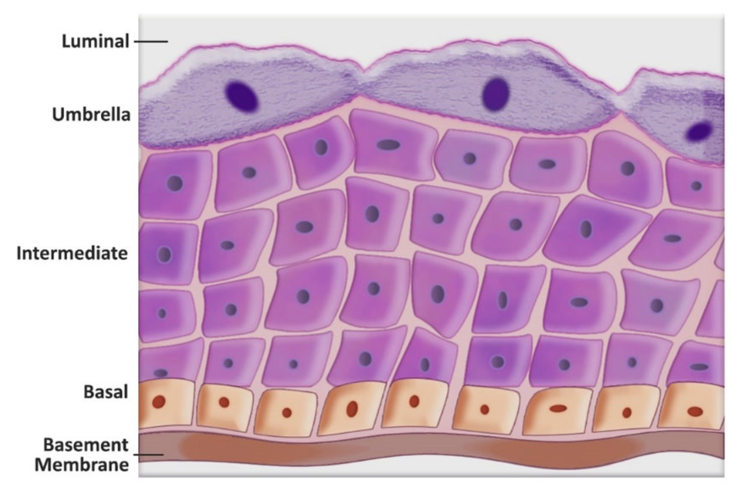 Cancers 14 02578 g003 Cancers 14 02578 g003