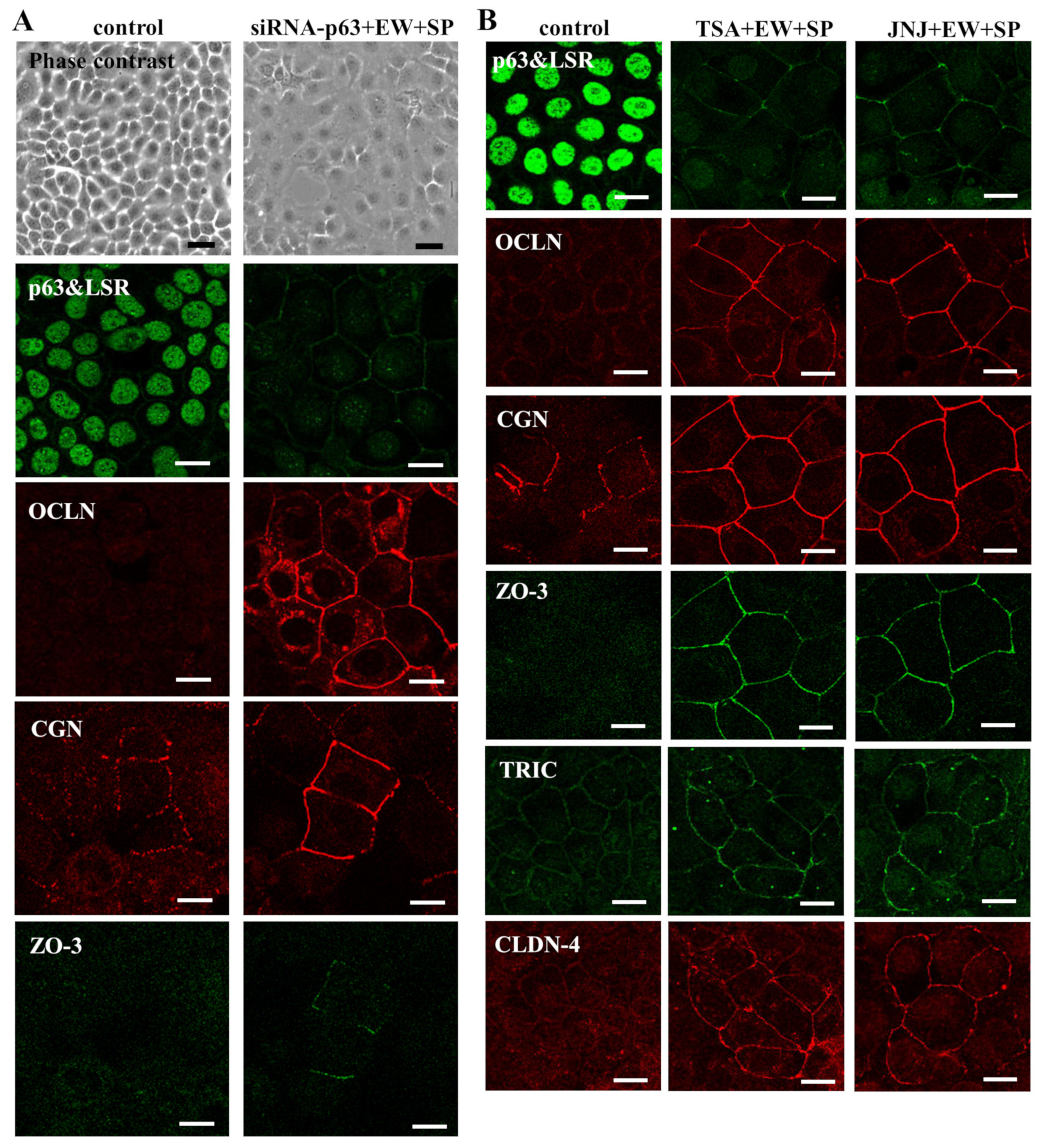 Cancers 14 02584 g001