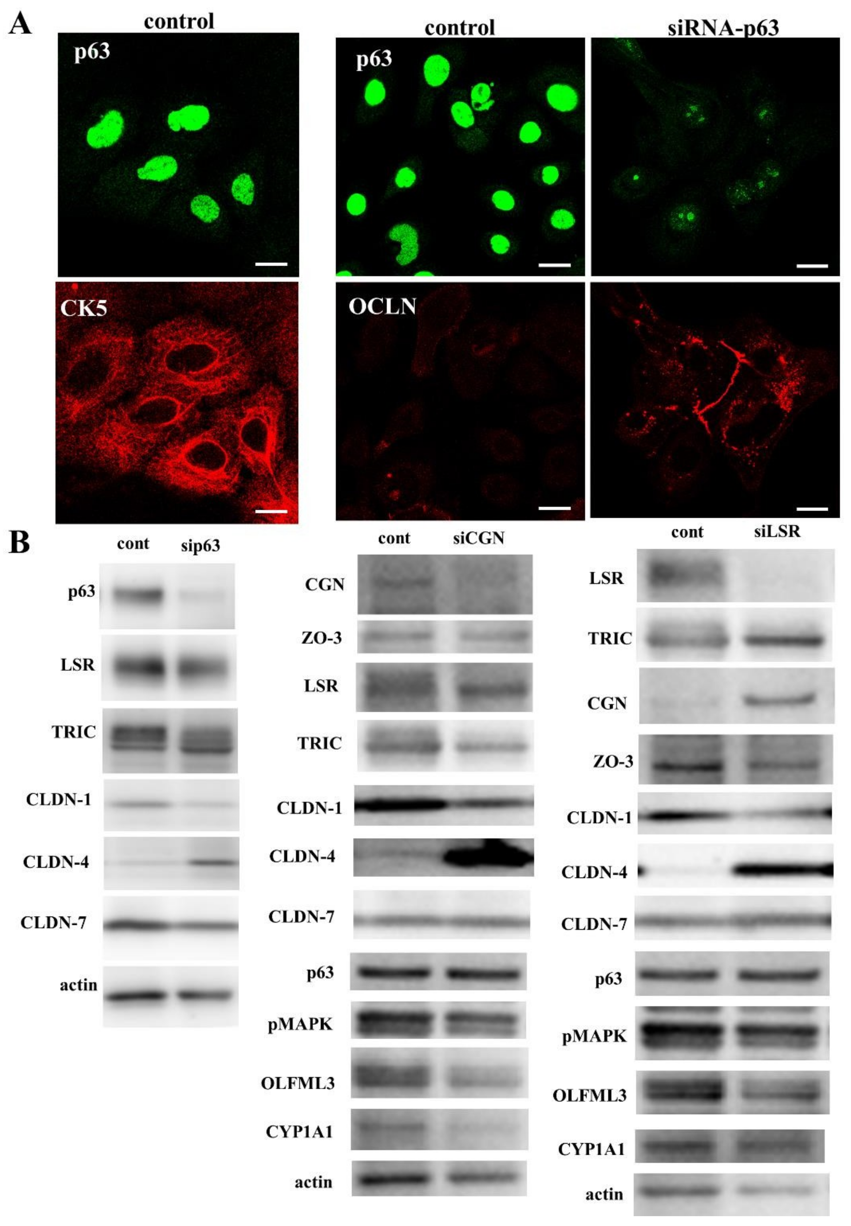 Cancers 14 02584 g006
