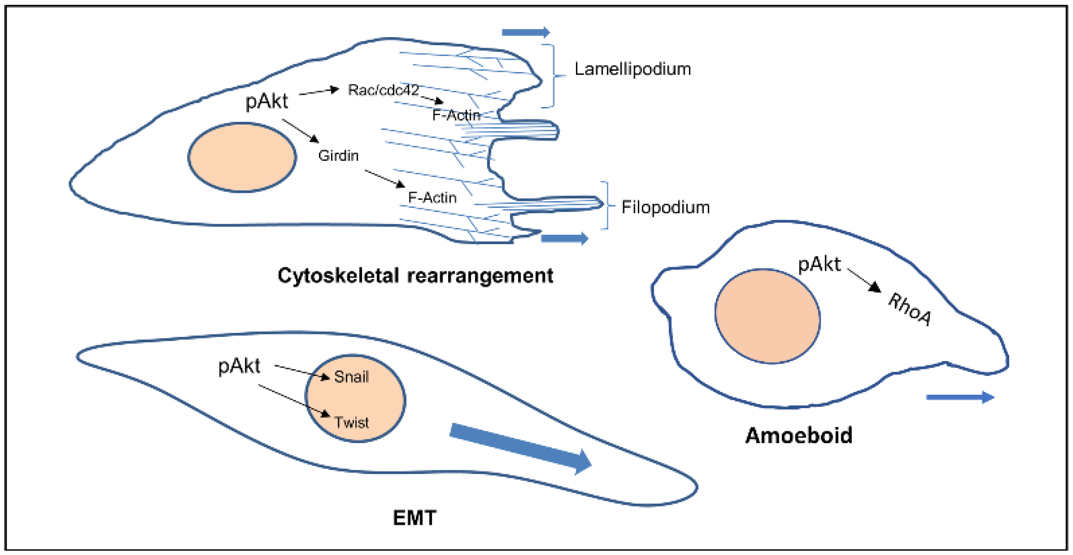 Cancers 14 02606 g001