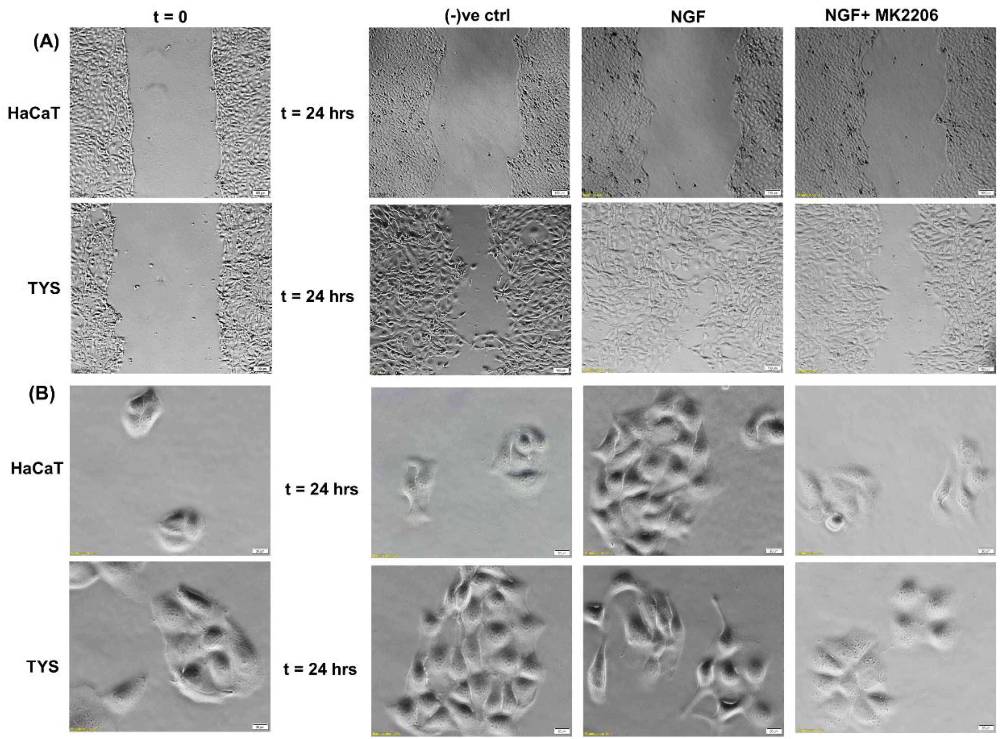 Cancers 14 02606 g007