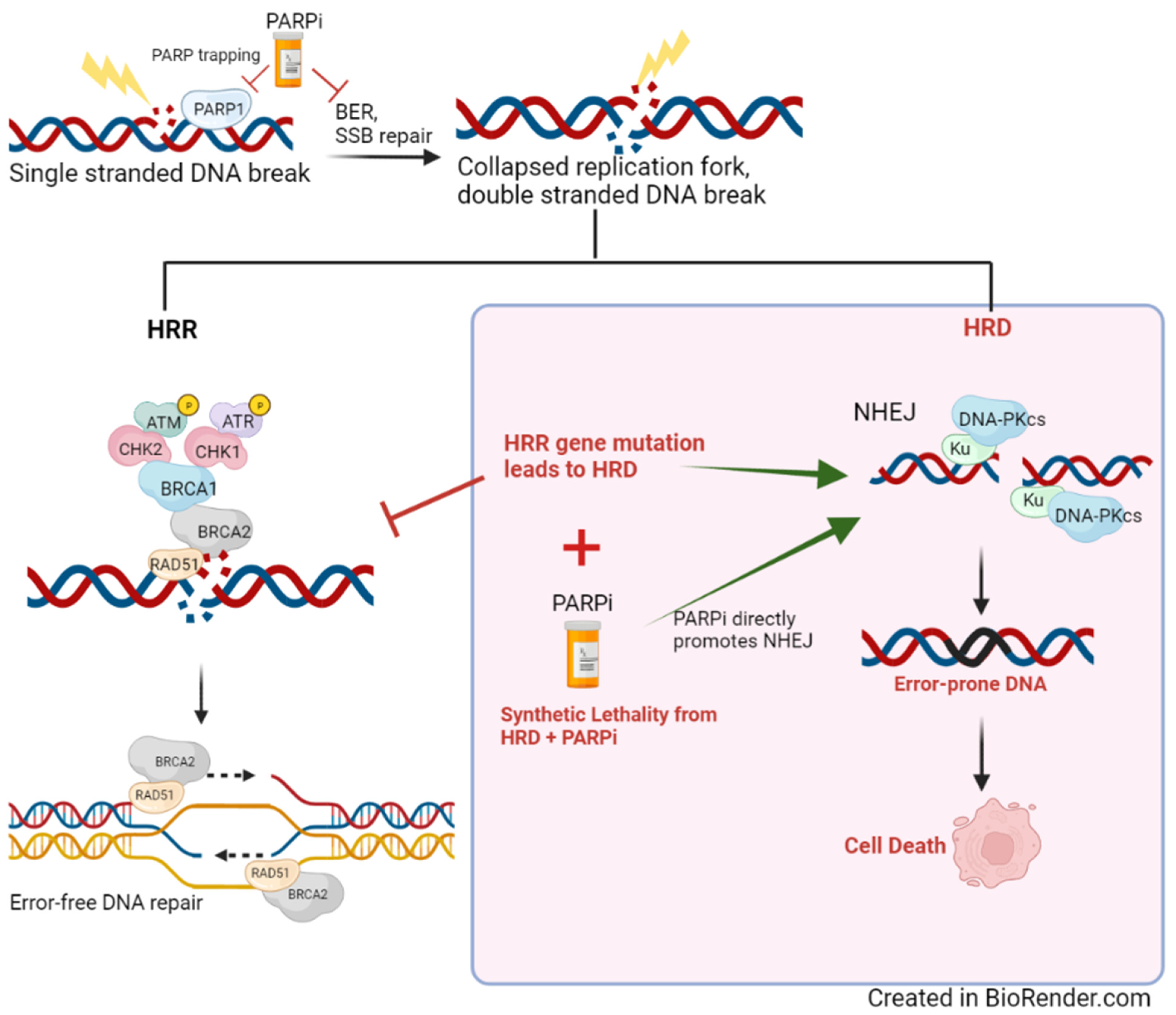 Cancers 14 02619 g002