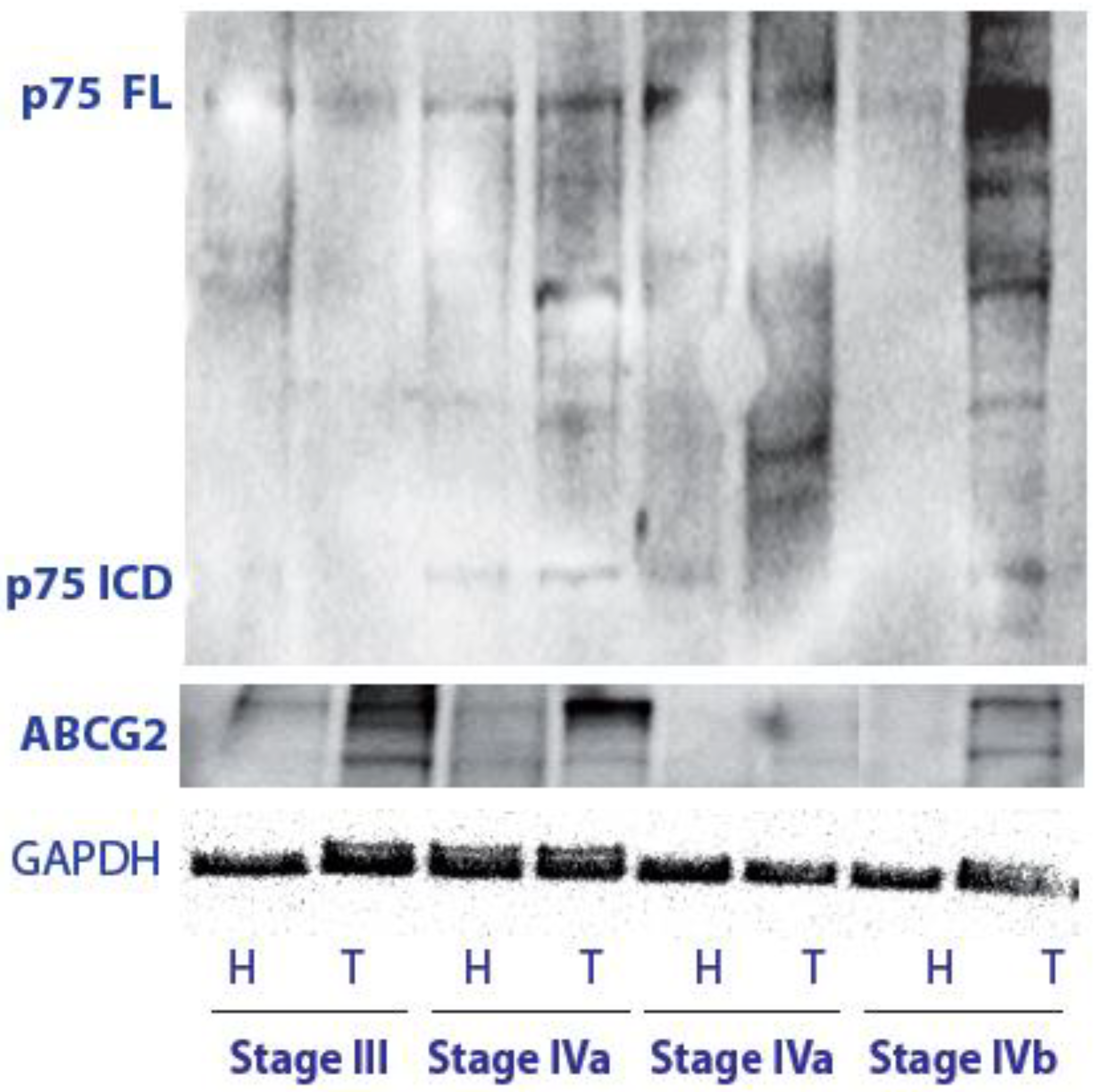 Cancers 14 02622 g001