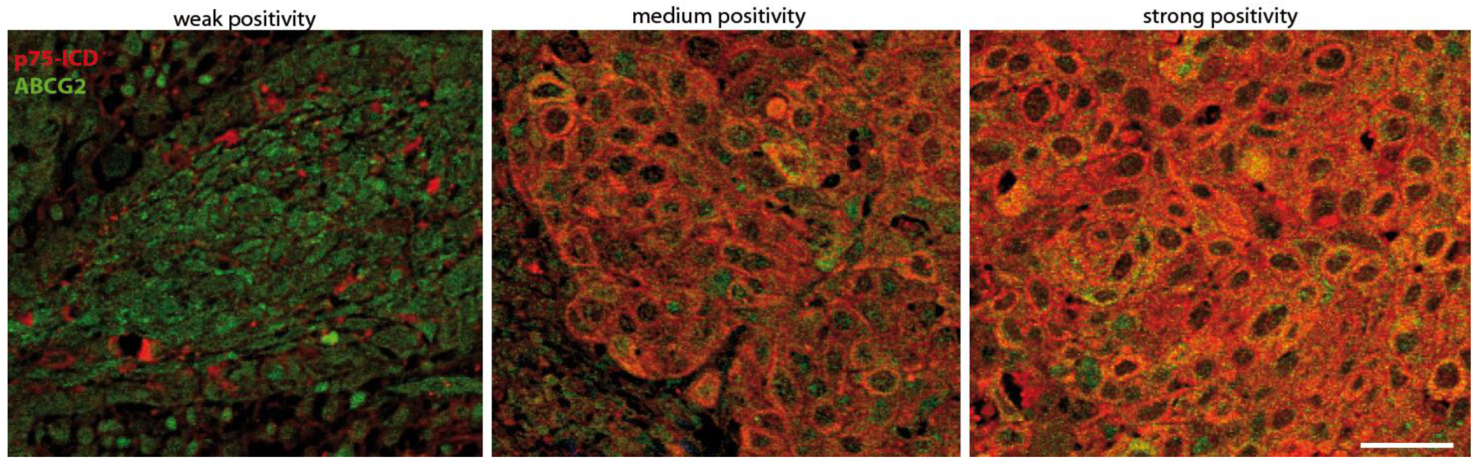 Cancers 14 02622 g002