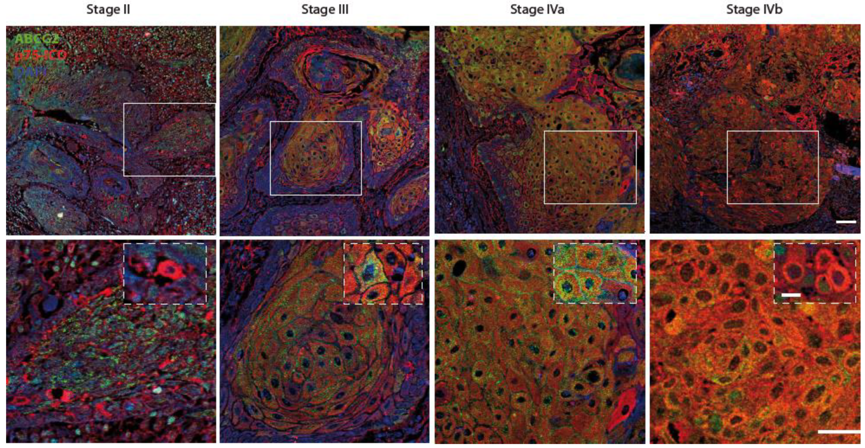 Cancers 14 02622 g003