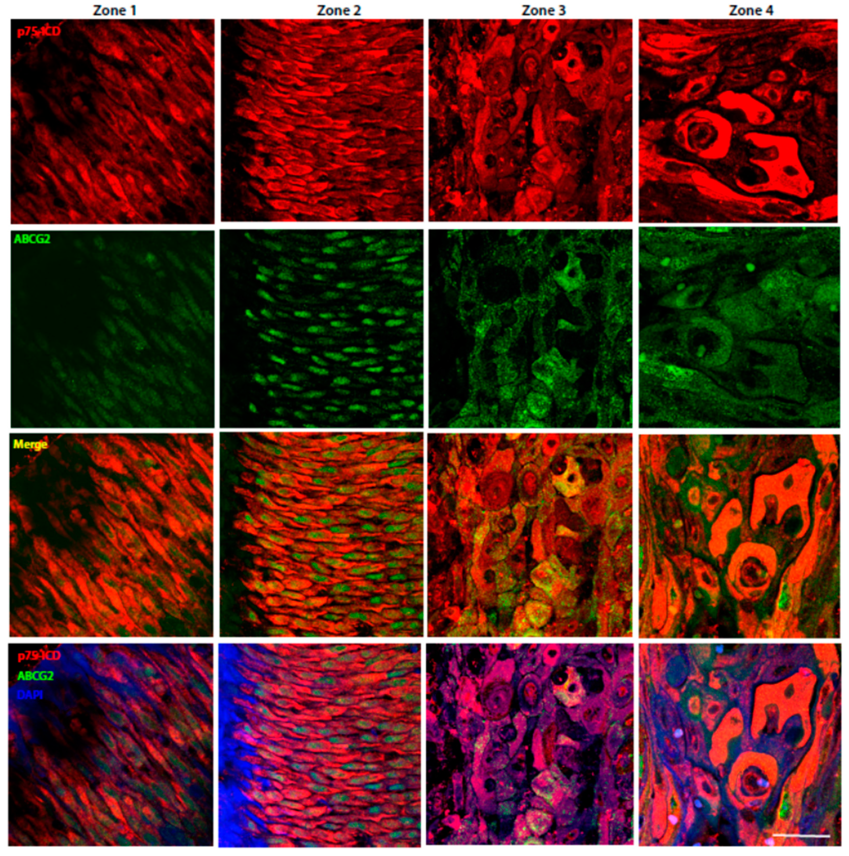 Cancers 14 02622 g005