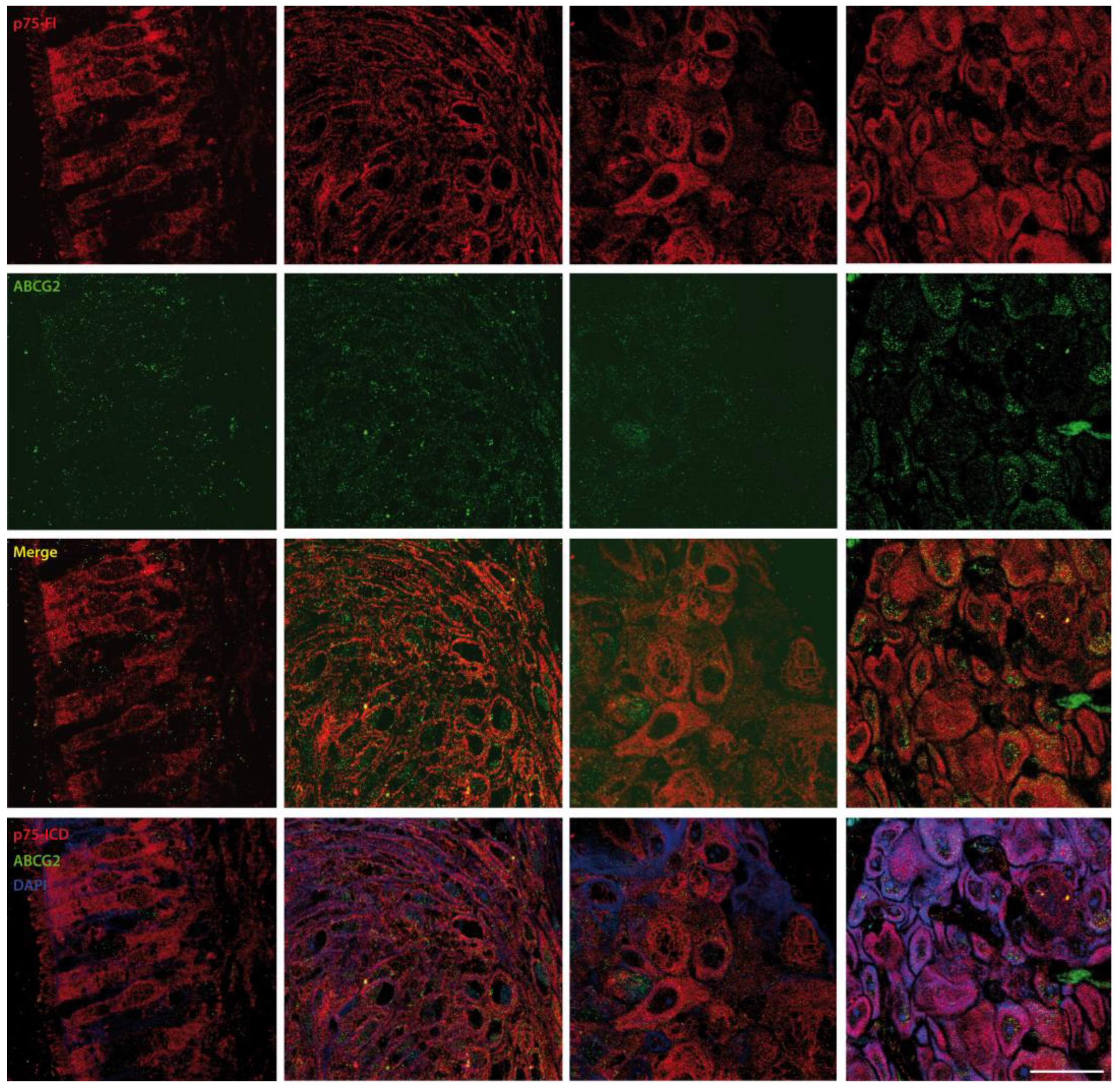 Cancers 14 02622 g006