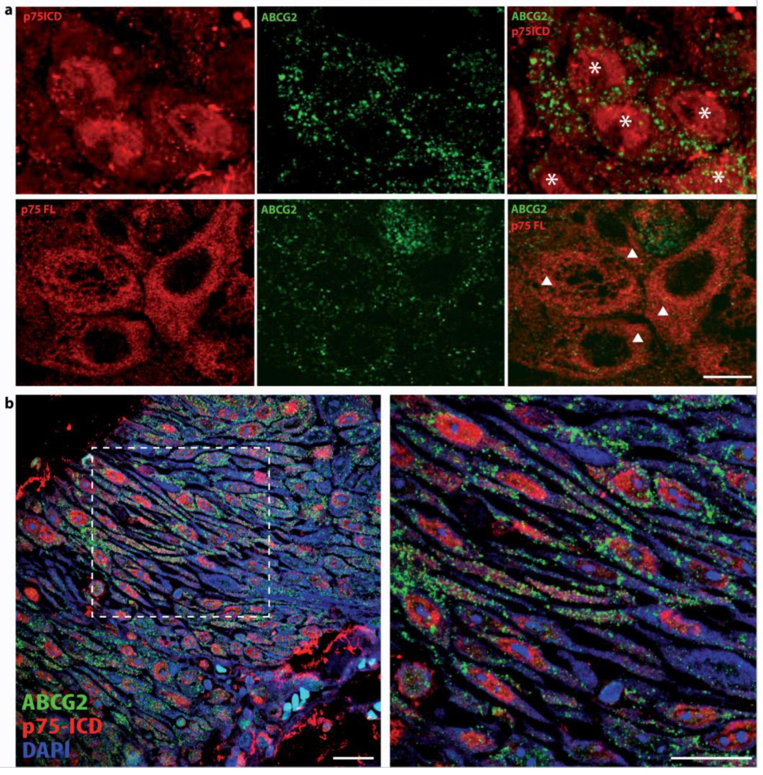 Cancers 14 02622 g007