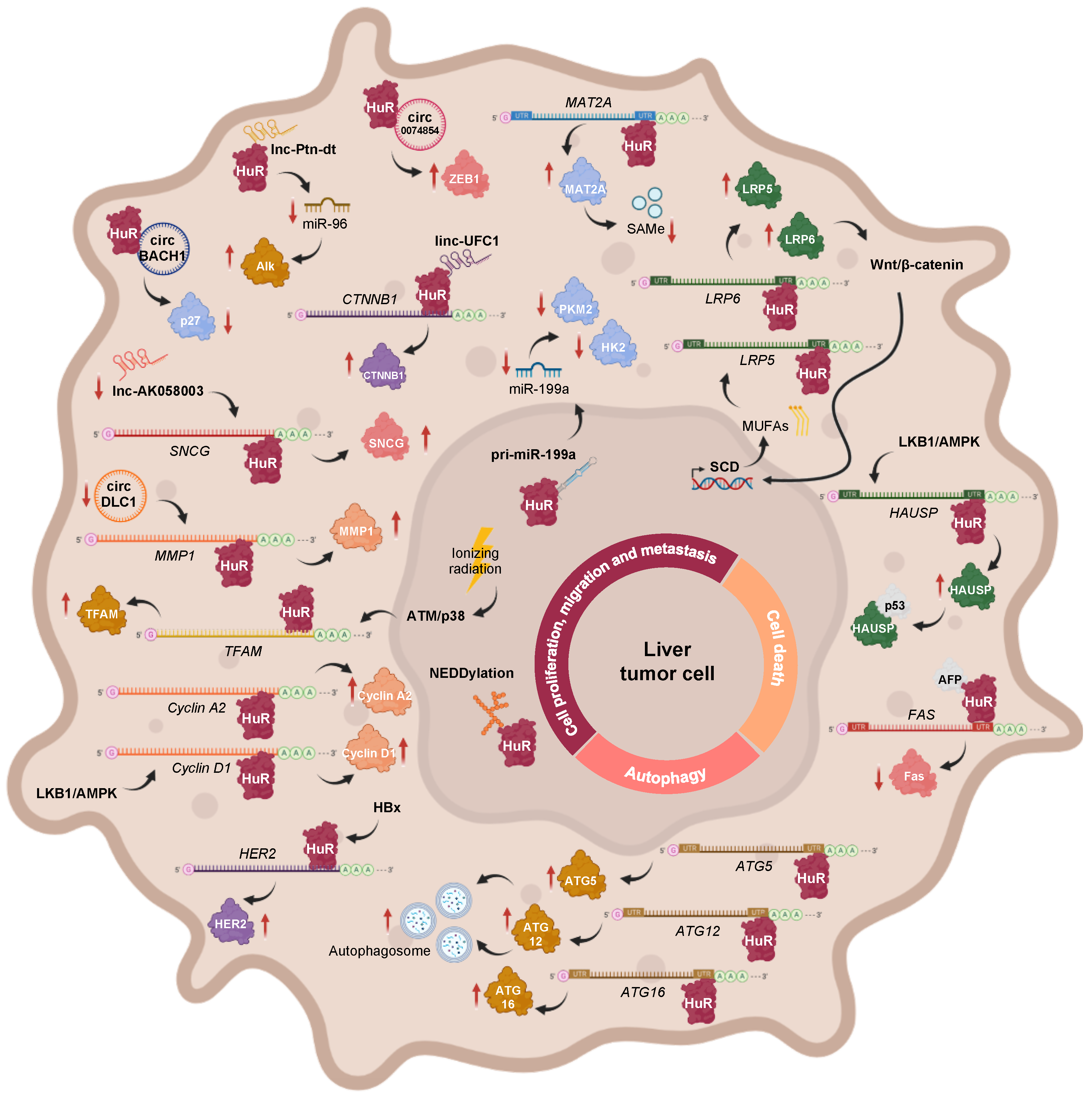 Cancers 14 02666 g002