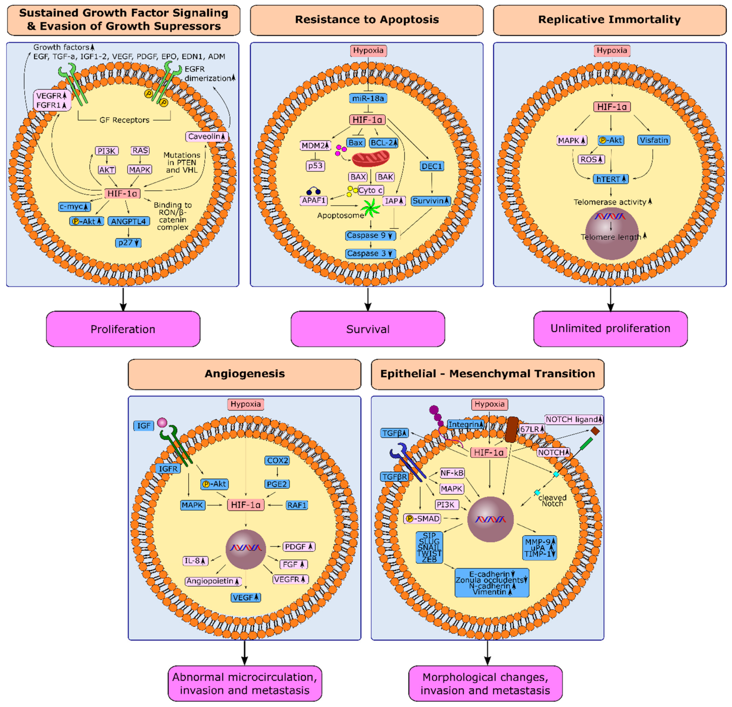 Cancers 14 02711 g003