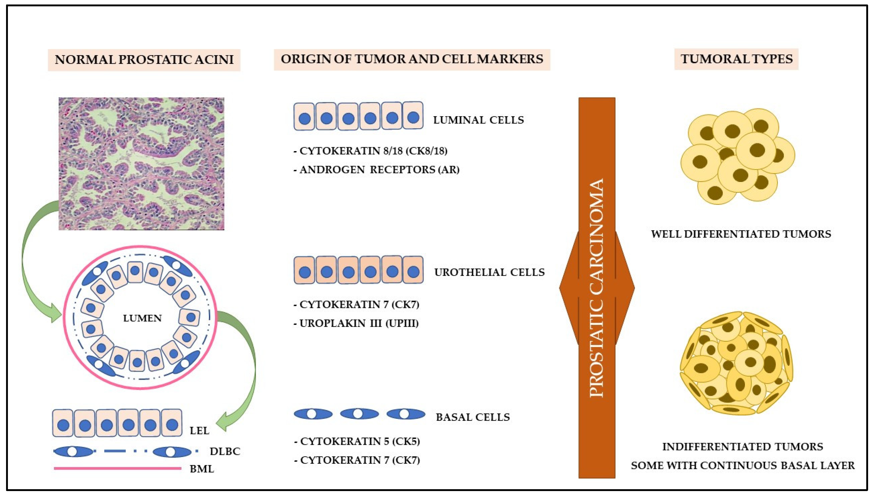 Cancers 14 02727 g003 Cancers 14 02727 g003