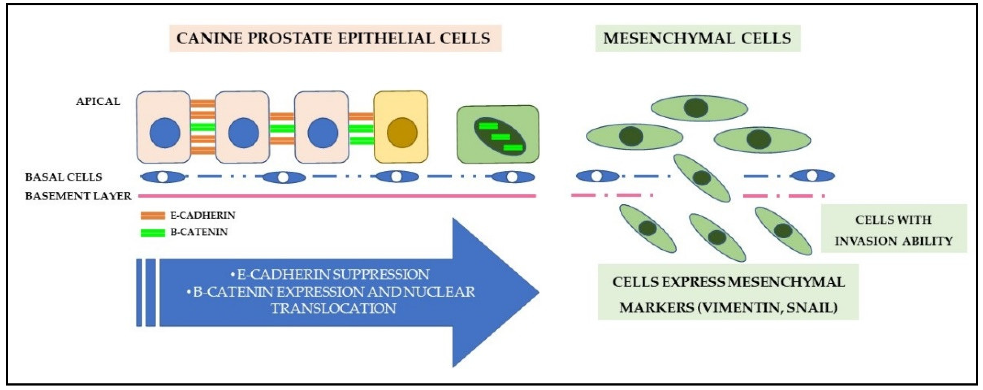 Cancers 14 02727 g004 Cancers 14 02727 g004