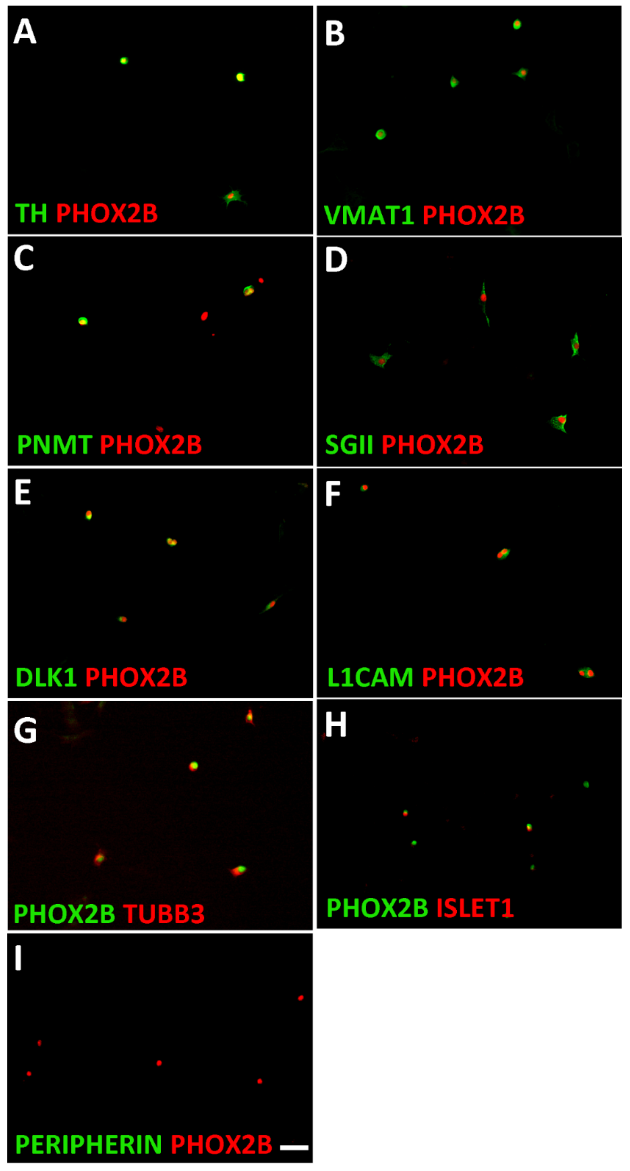 Cancers 14 02755 g002