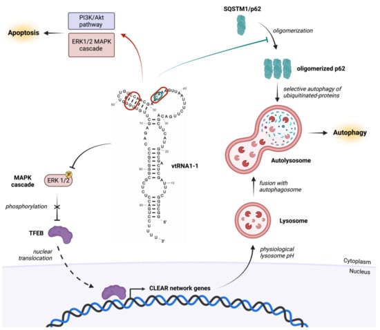 Cancers 14 02787 g003 Cancers 14 02787 g003