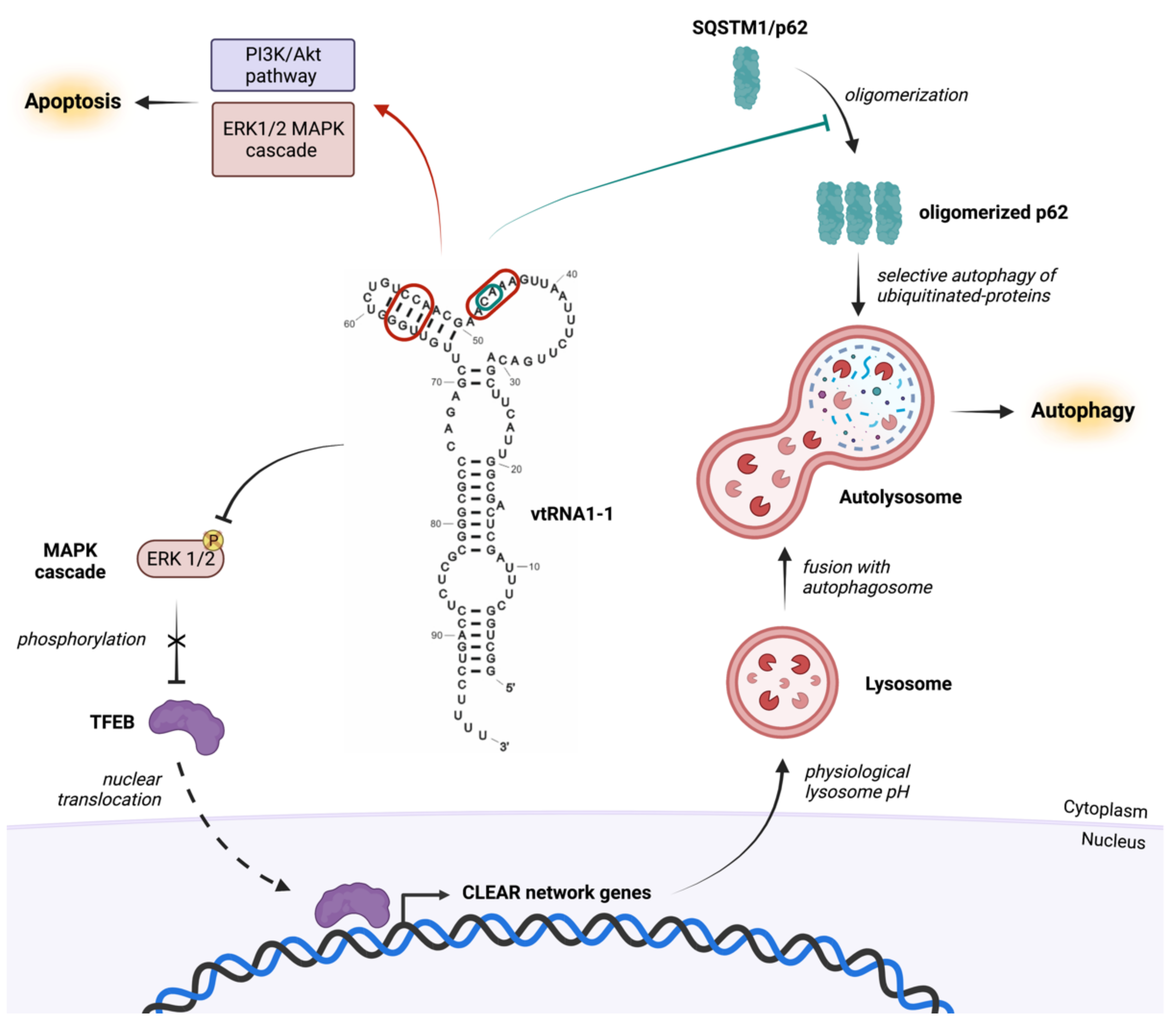 Cancers 14 02787 g003