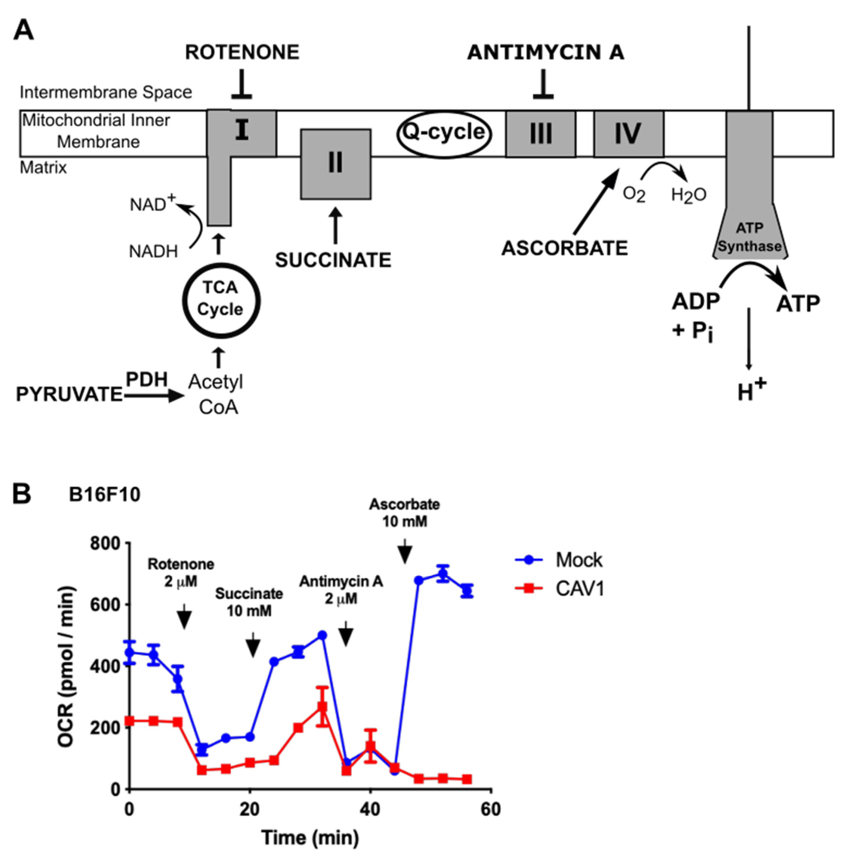 Cancers 14 02862 g002