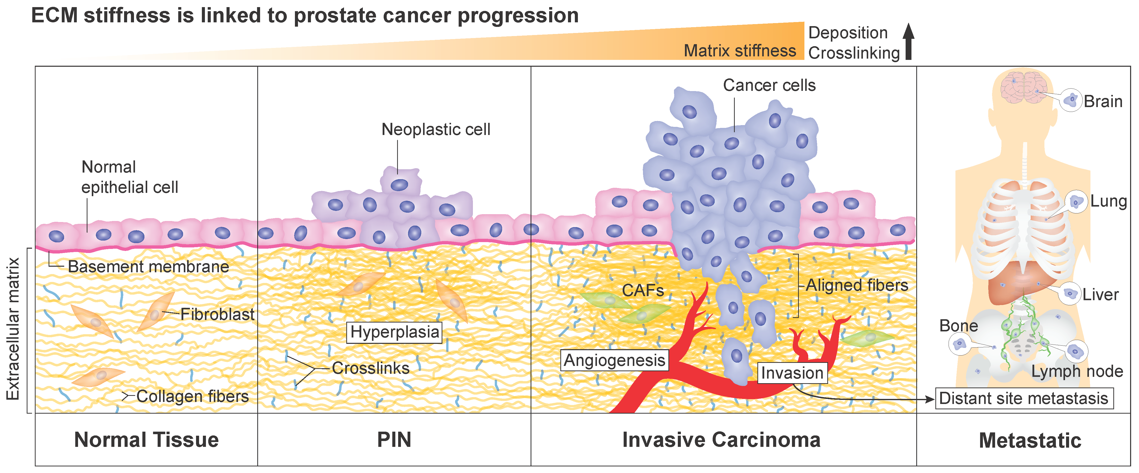 Cancers 14 02887 g001