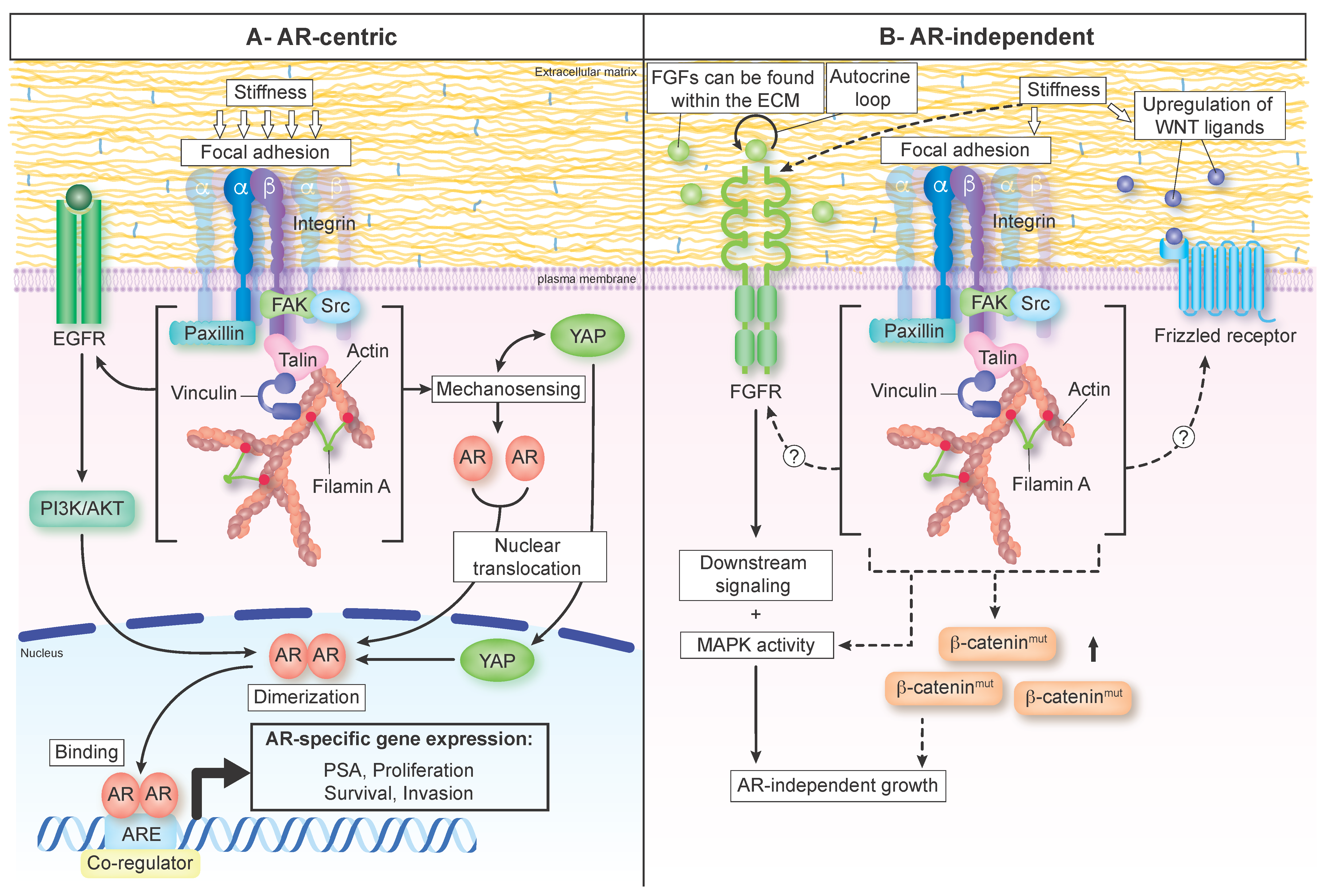 Cancers 14 02887 g002