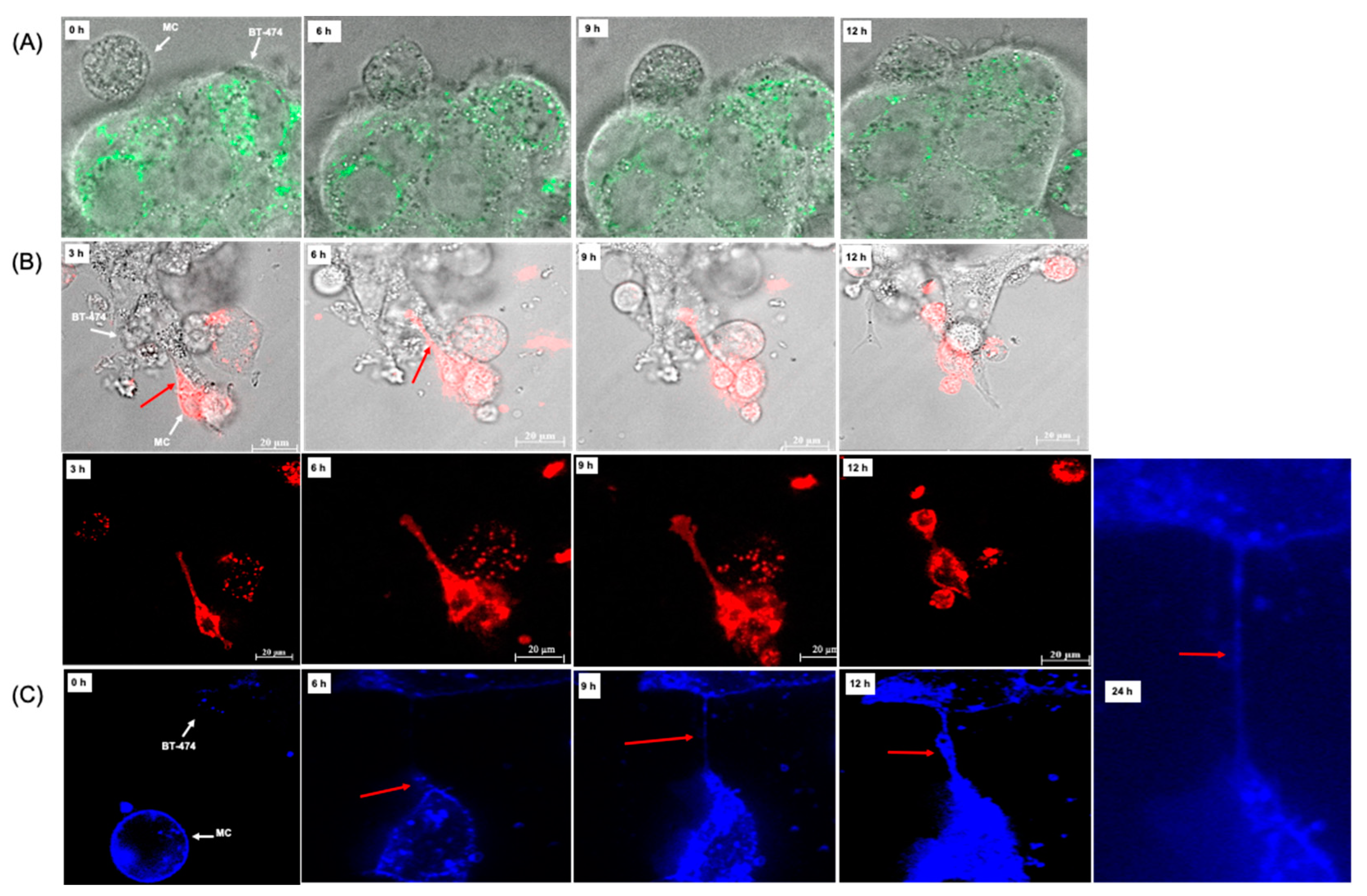 Cancers 14 02944 g002a