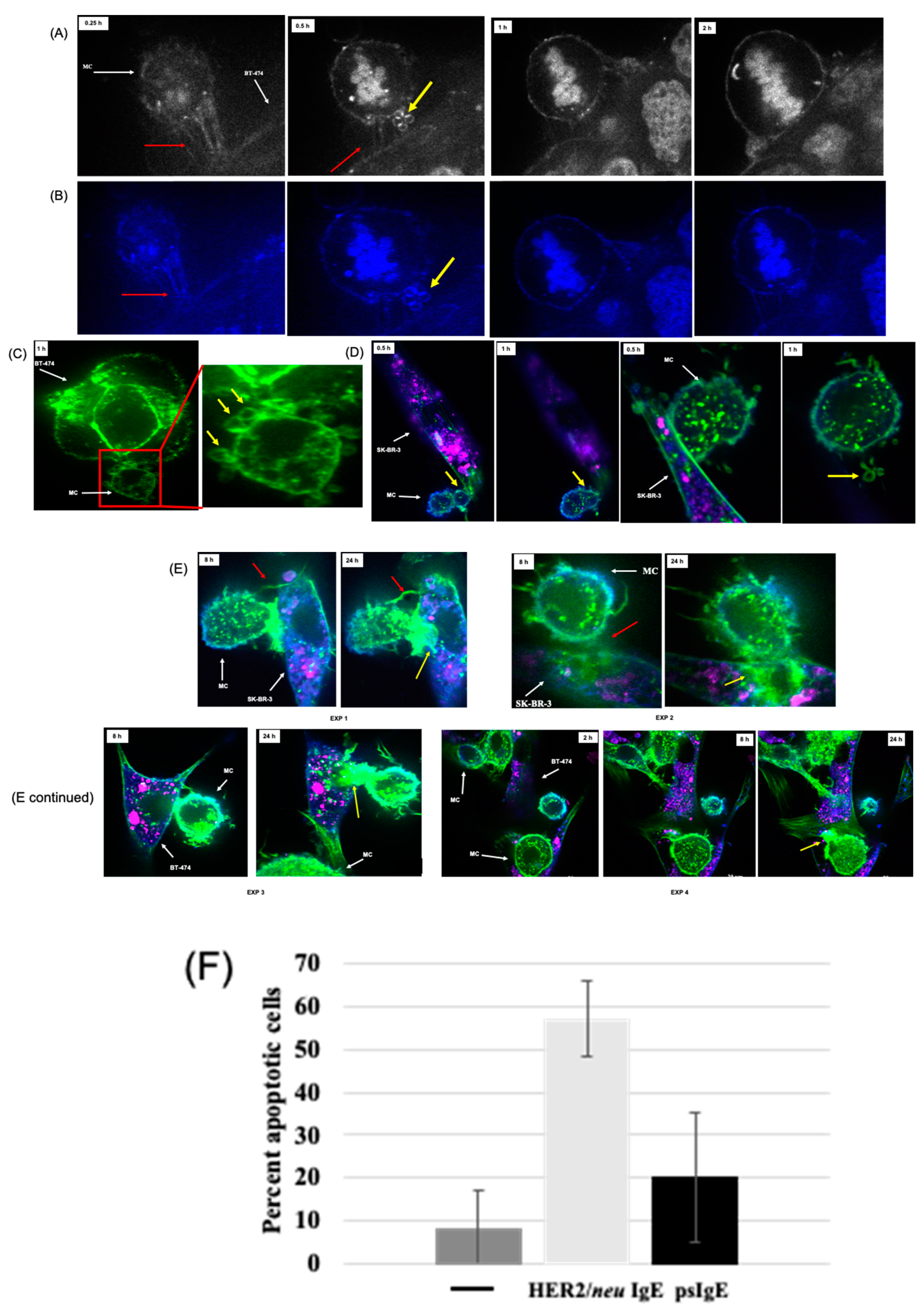 Cancers 14 02944 g003