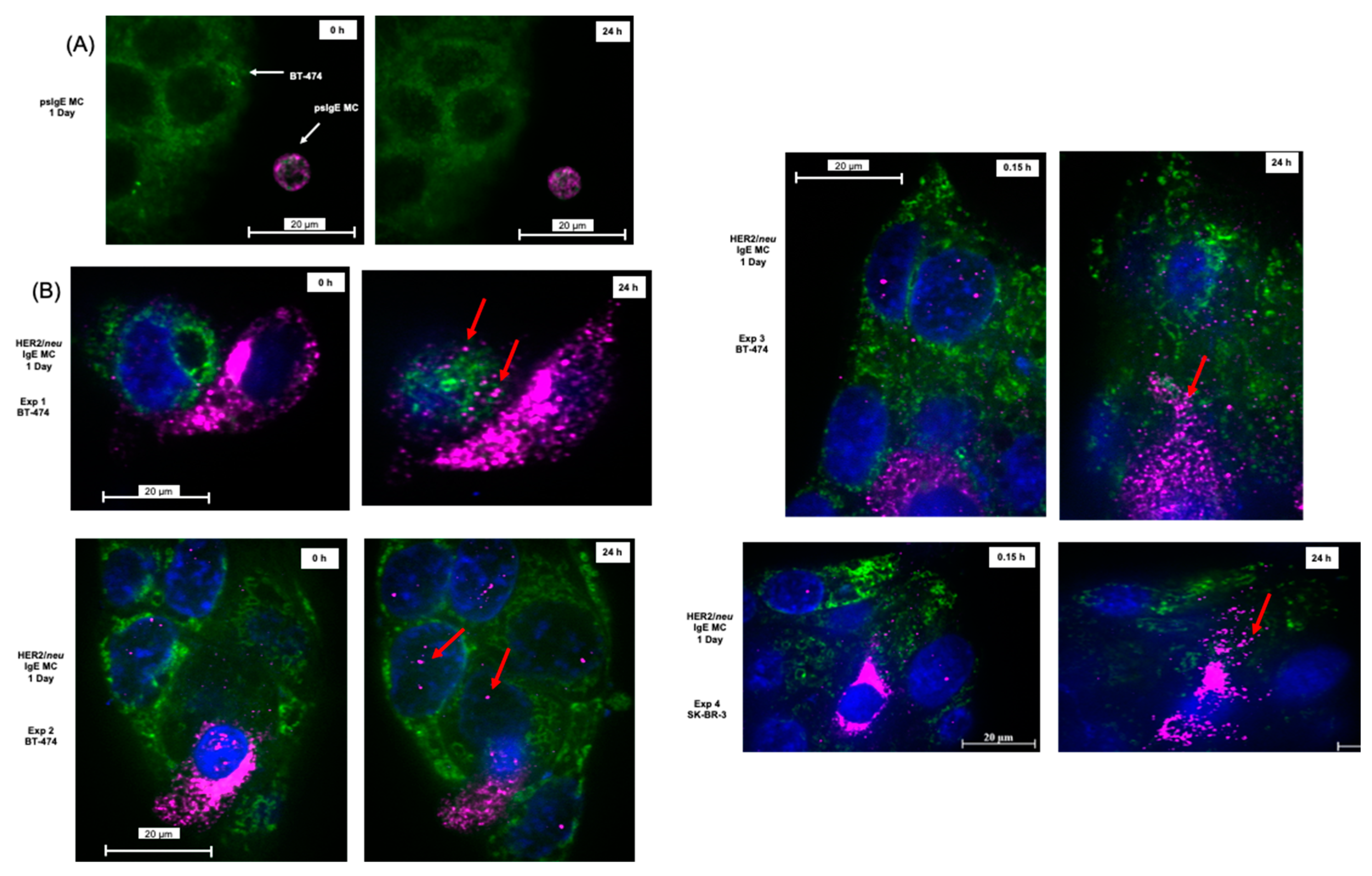 Cancers 14 02944 g004a