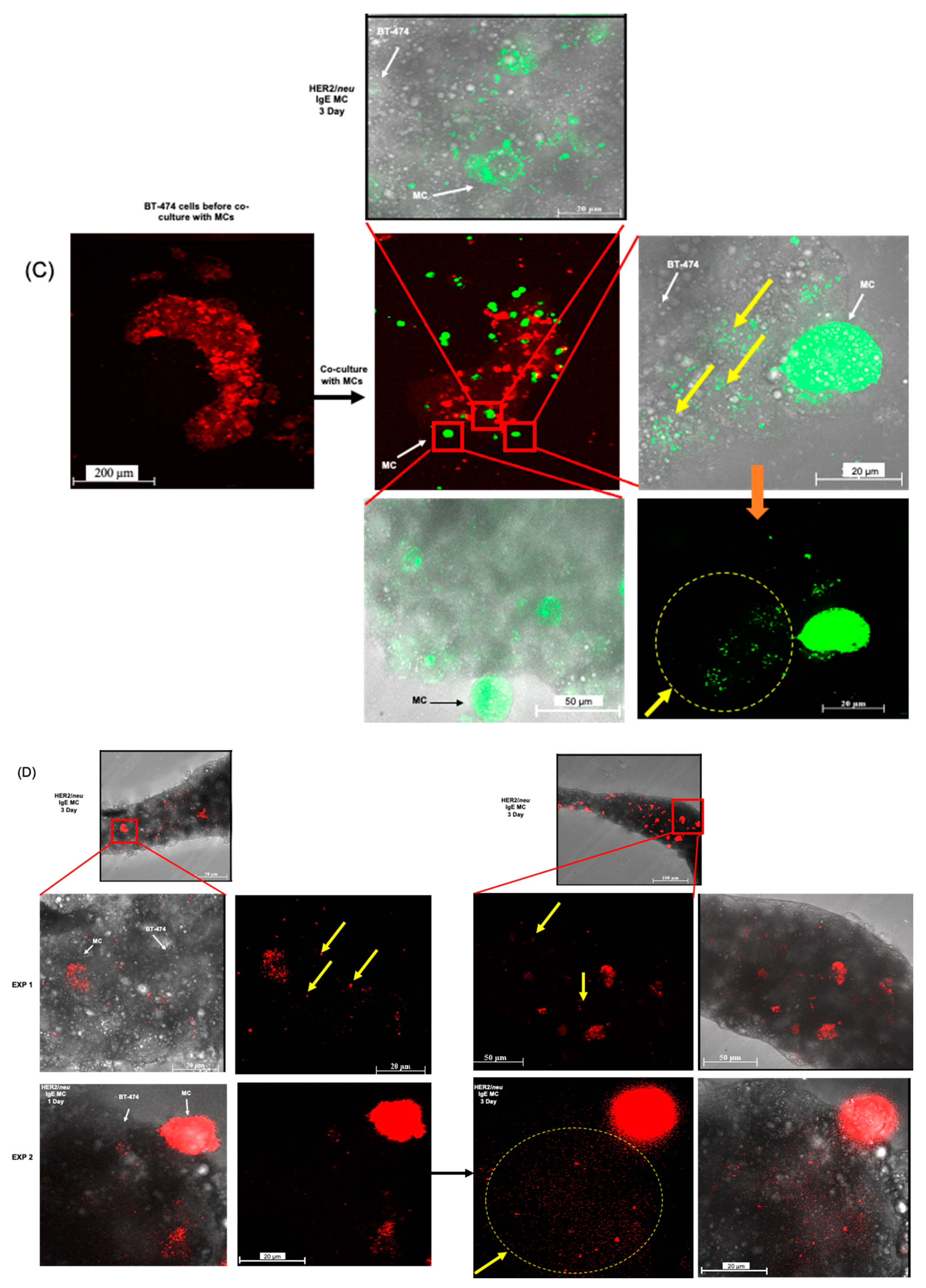 Cancers 14 02944 g004b