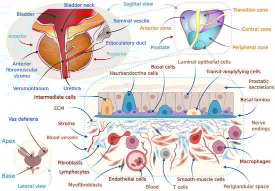 Cancers 14 02954 g004