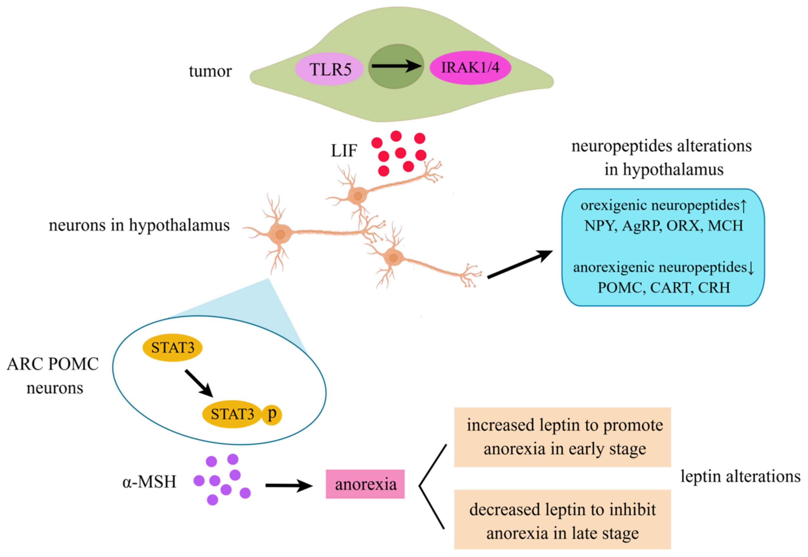 Cancers 14 02955 g003