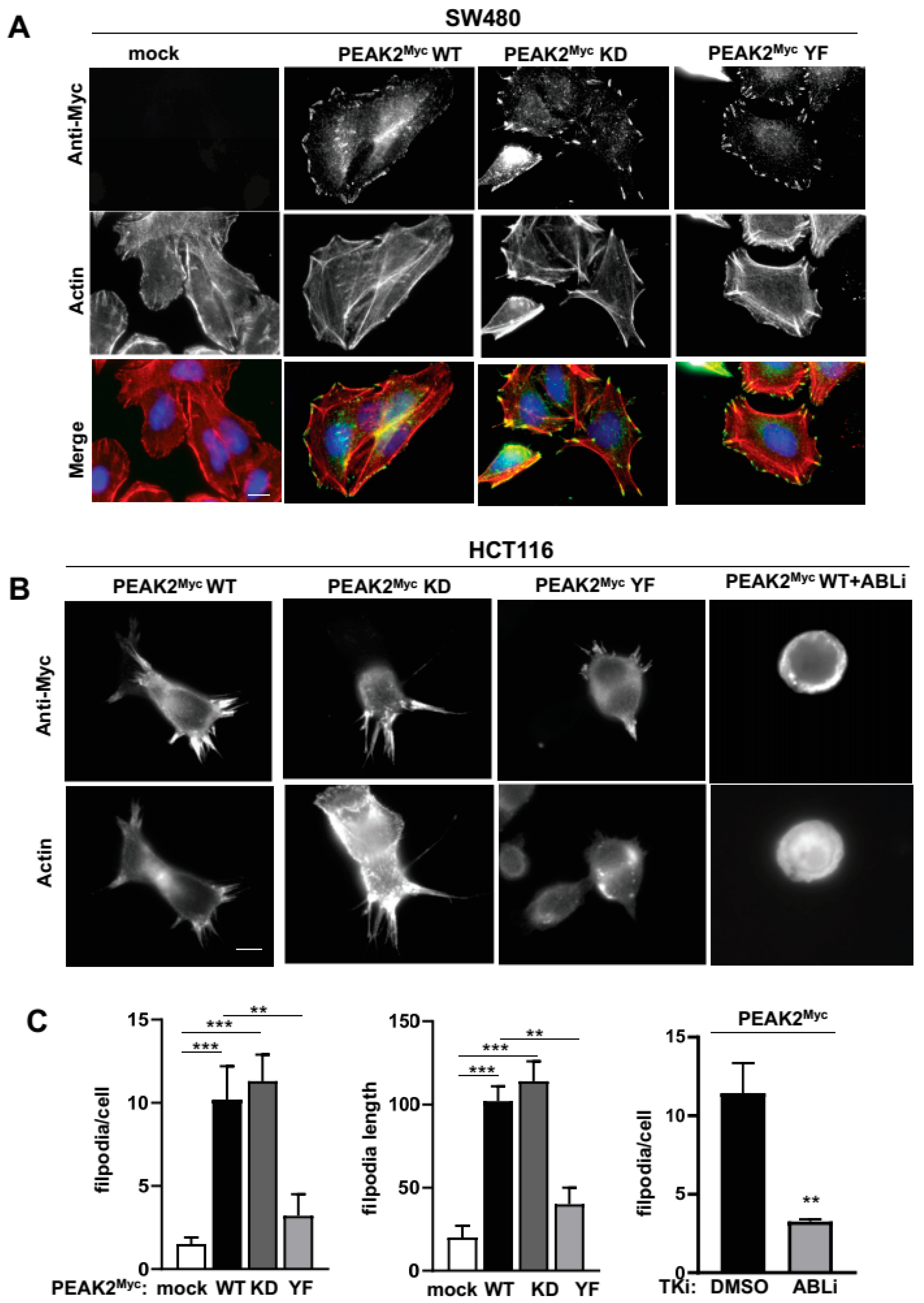 Cancers 14 02981 g007