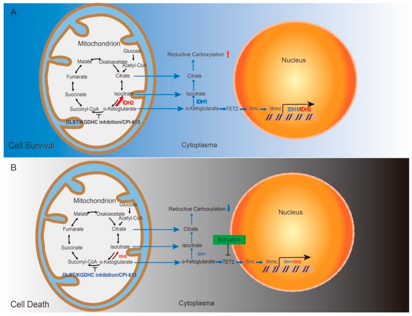 Cancers 14 02983 g007
