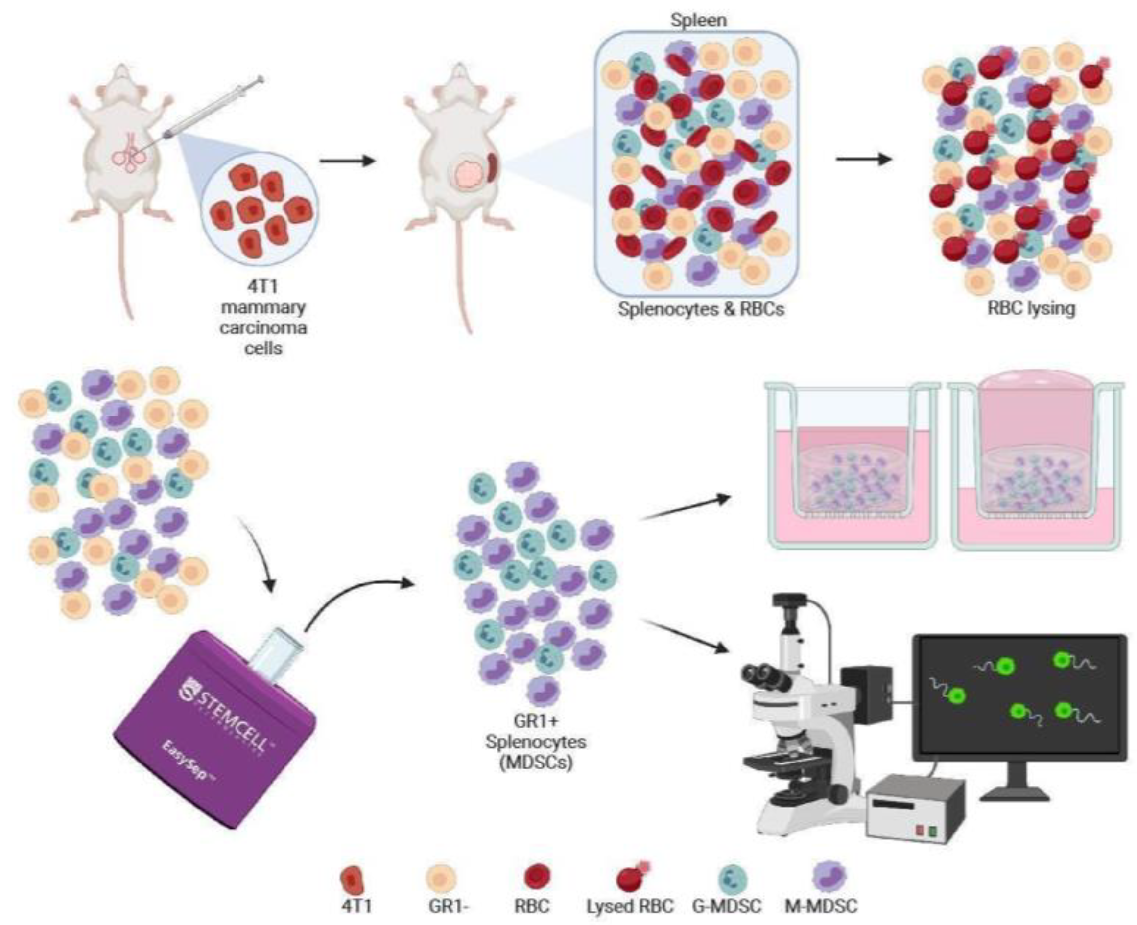 Cancers 14 03008 g001