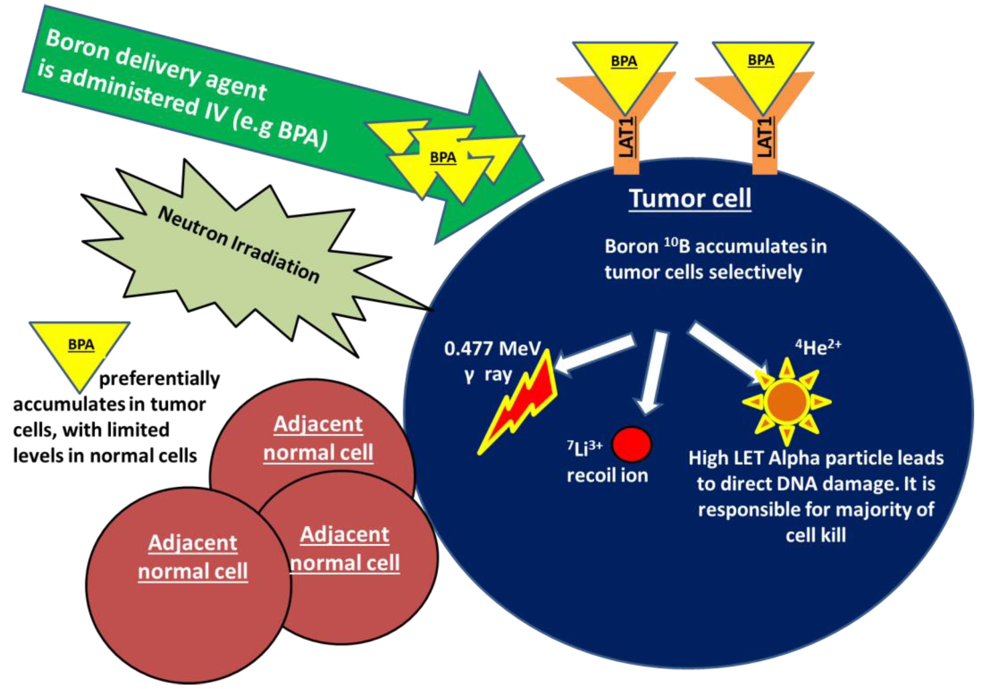 Cancers 14 03009 g001