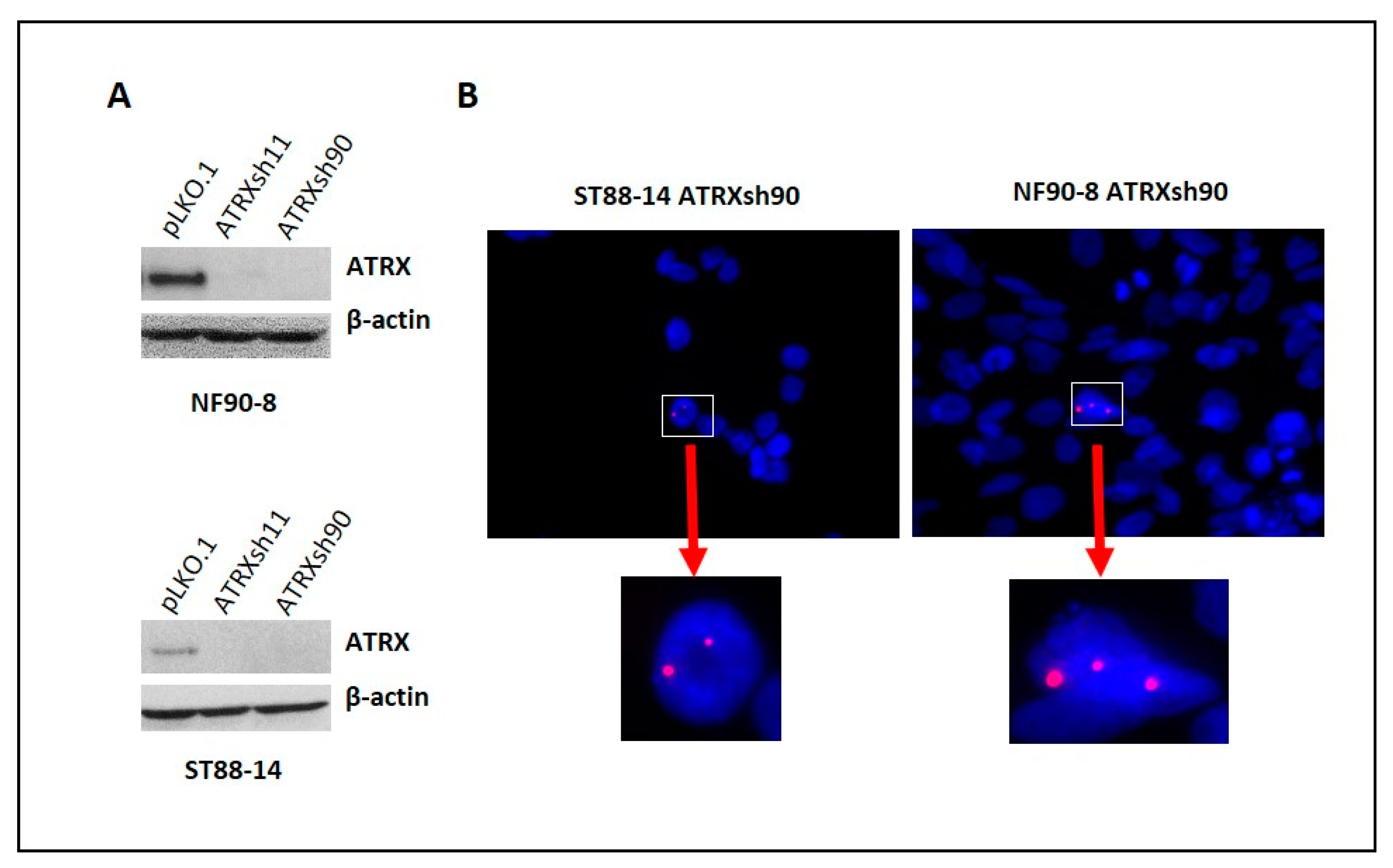 Cancers 14 03015 g004