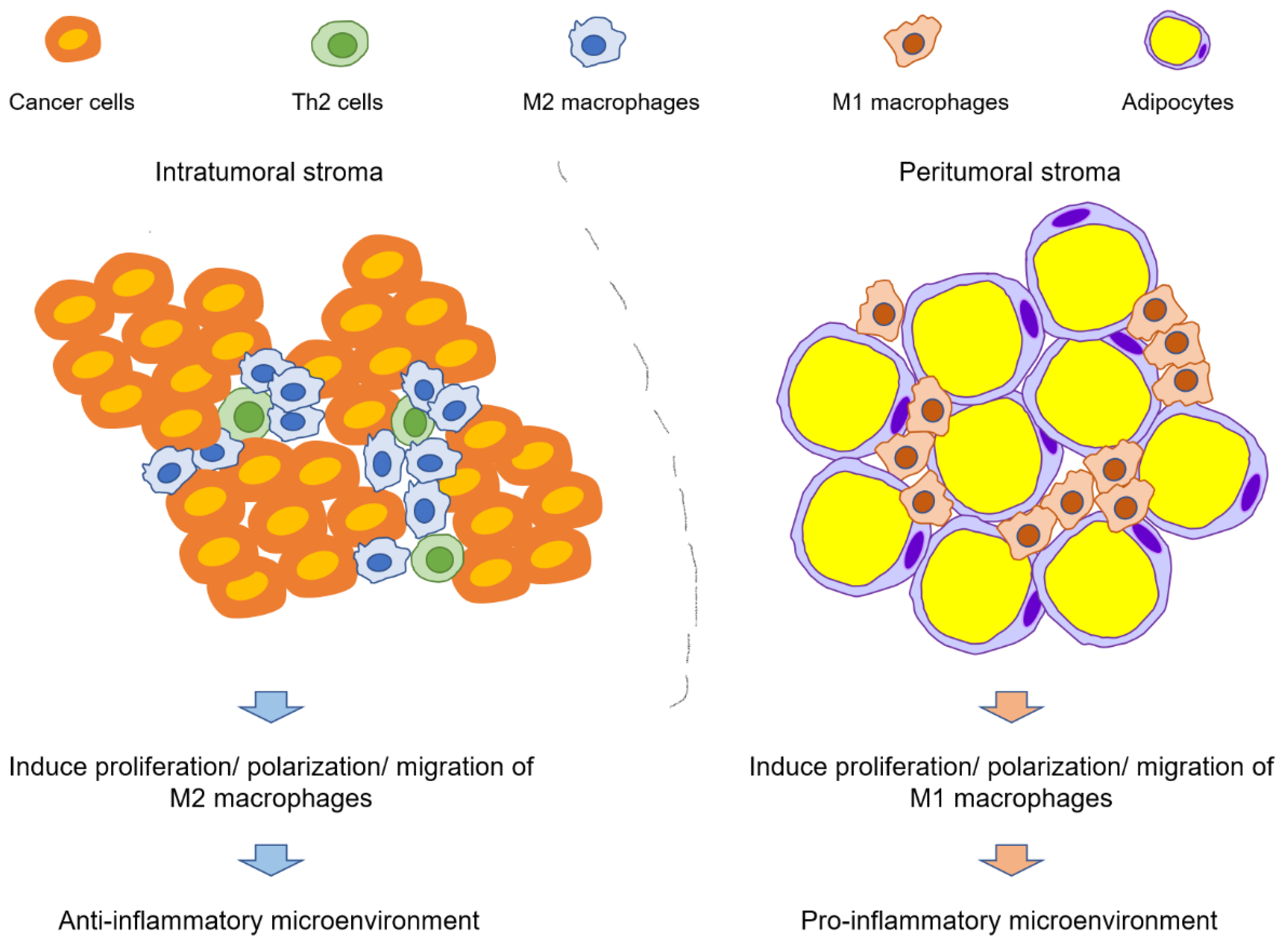 Cancers 14 03021 g002