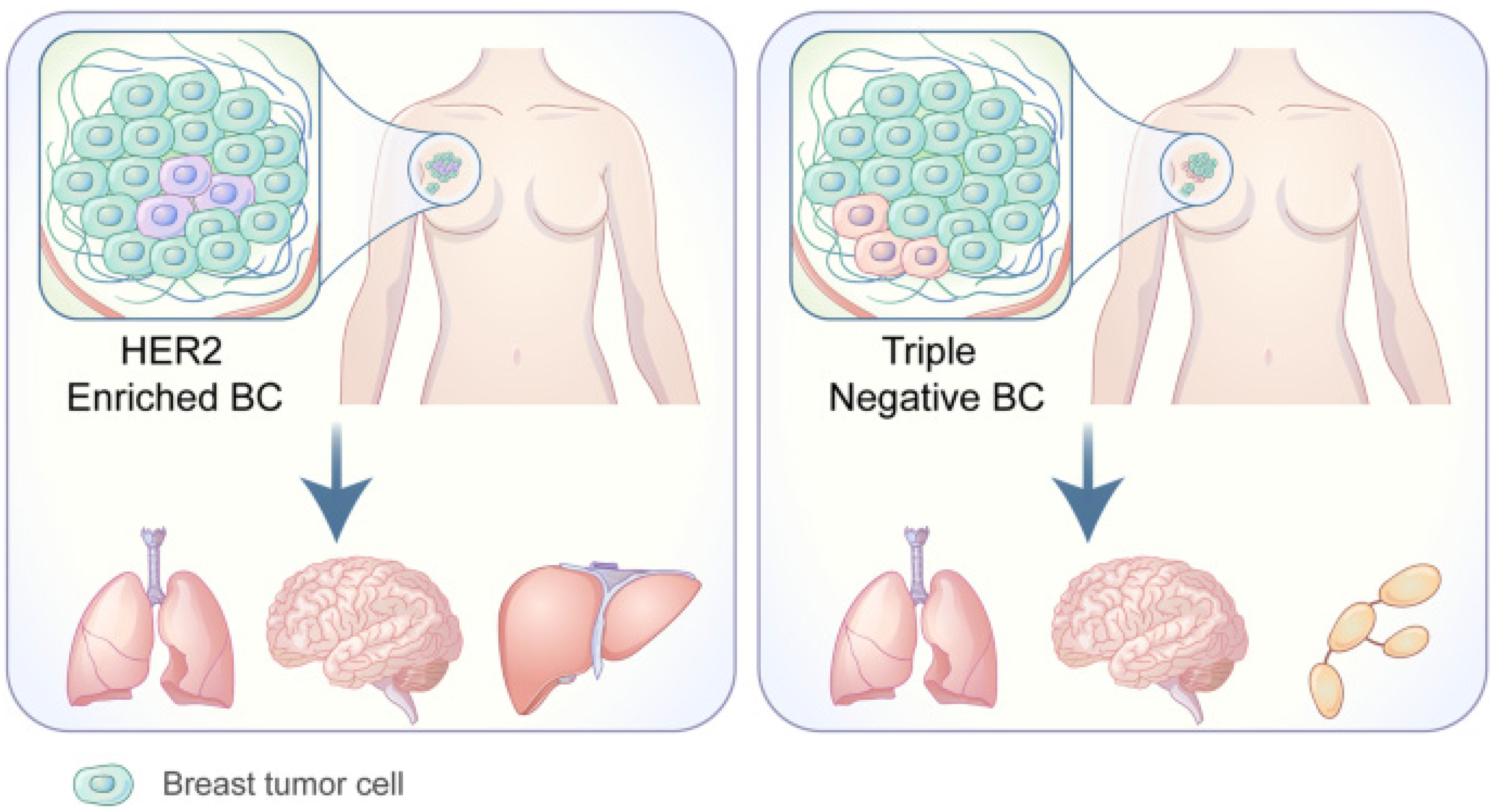 Cancers 14 03046 g004