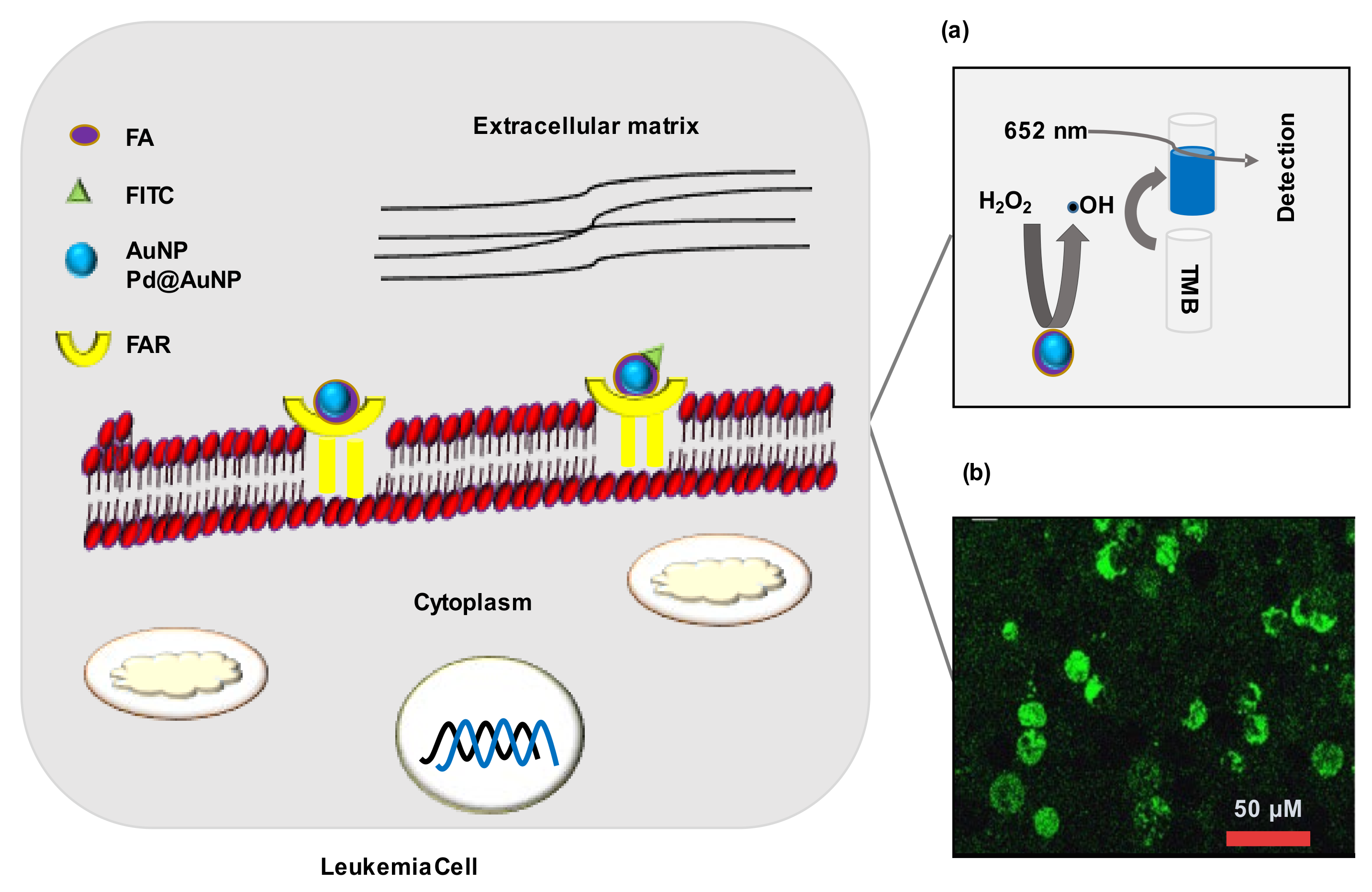 Cancers 14 03047 g005