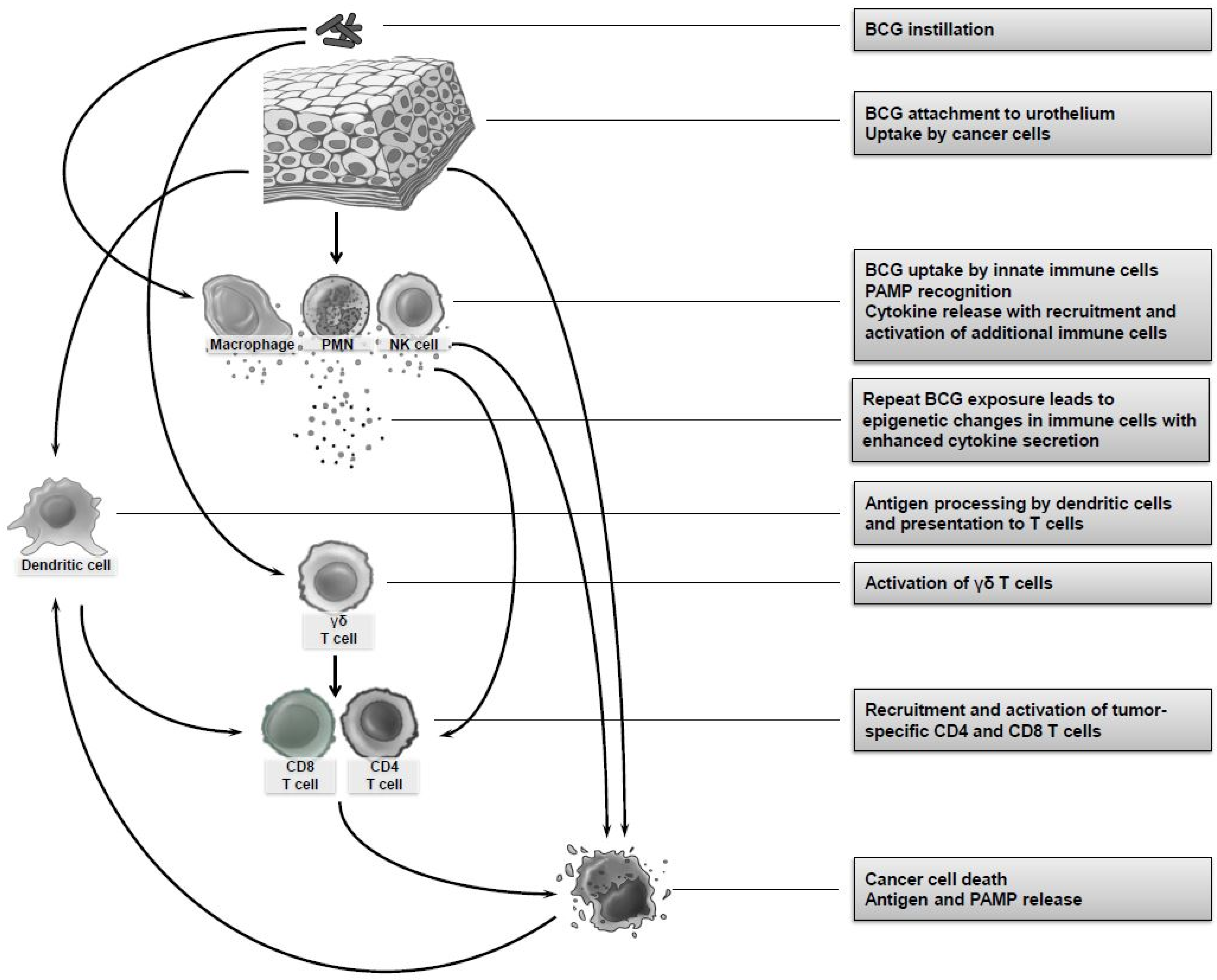 Cancers 14 03073 g001
