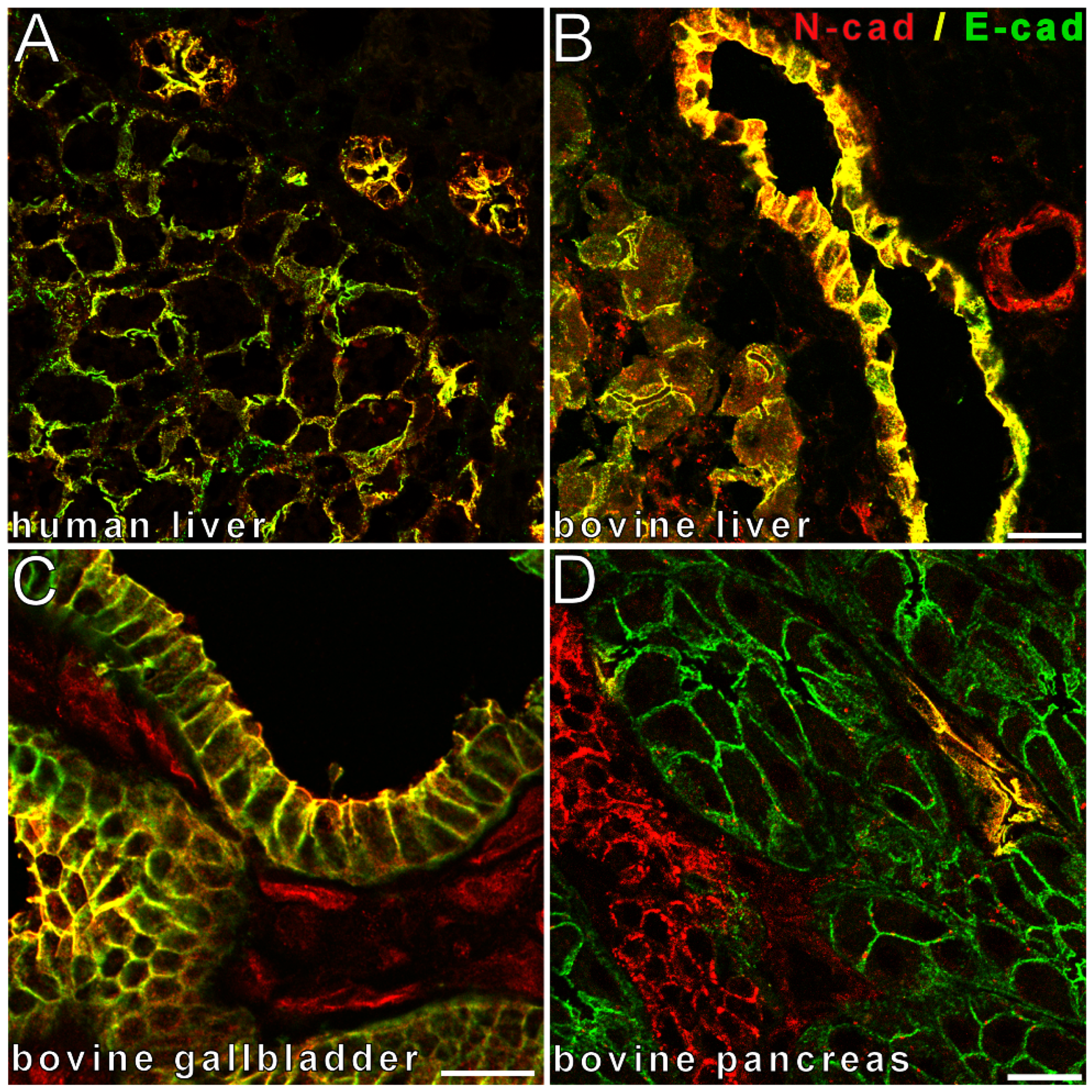 Cancers 14 03091 g001
