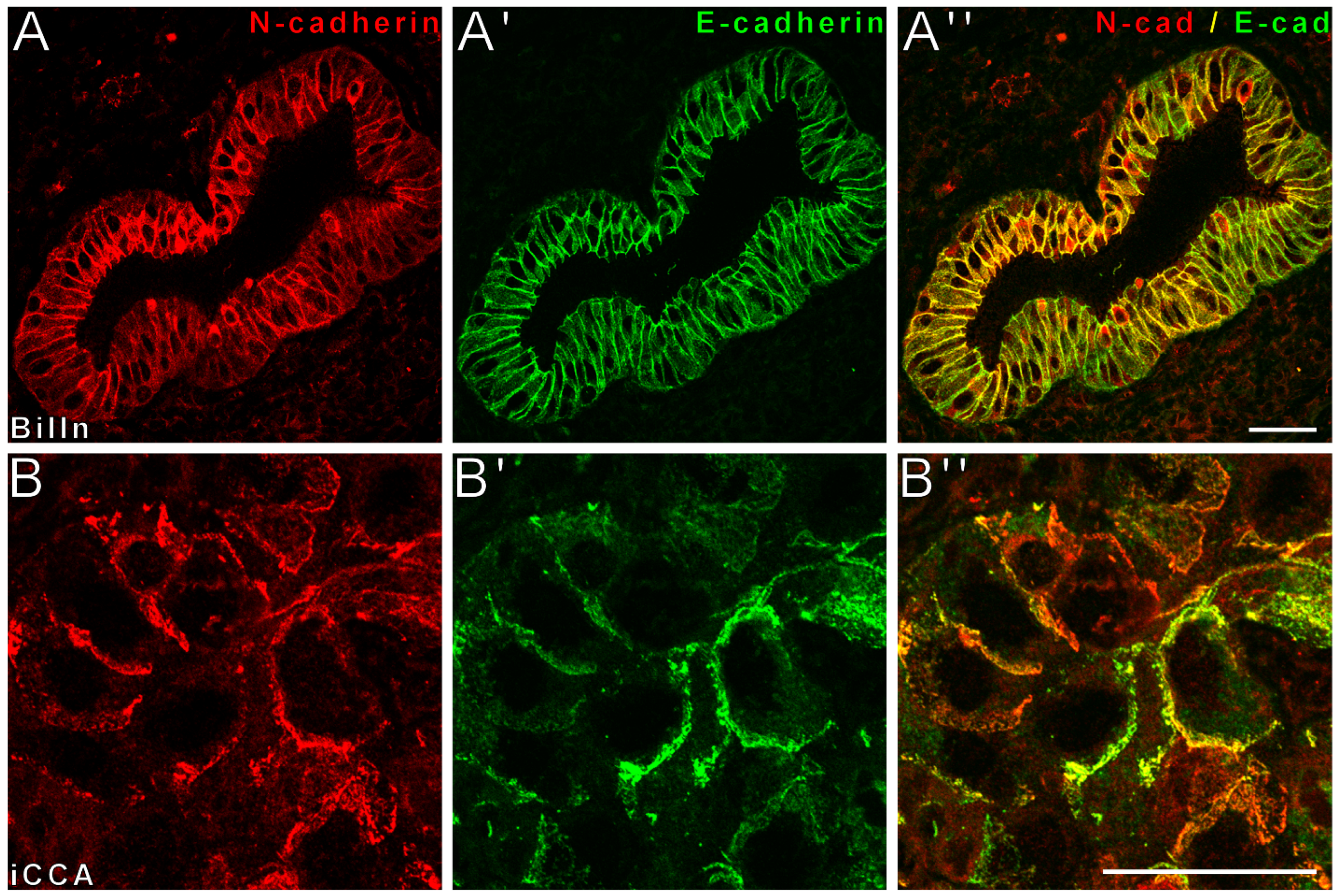 Cancers 14 03091 g003