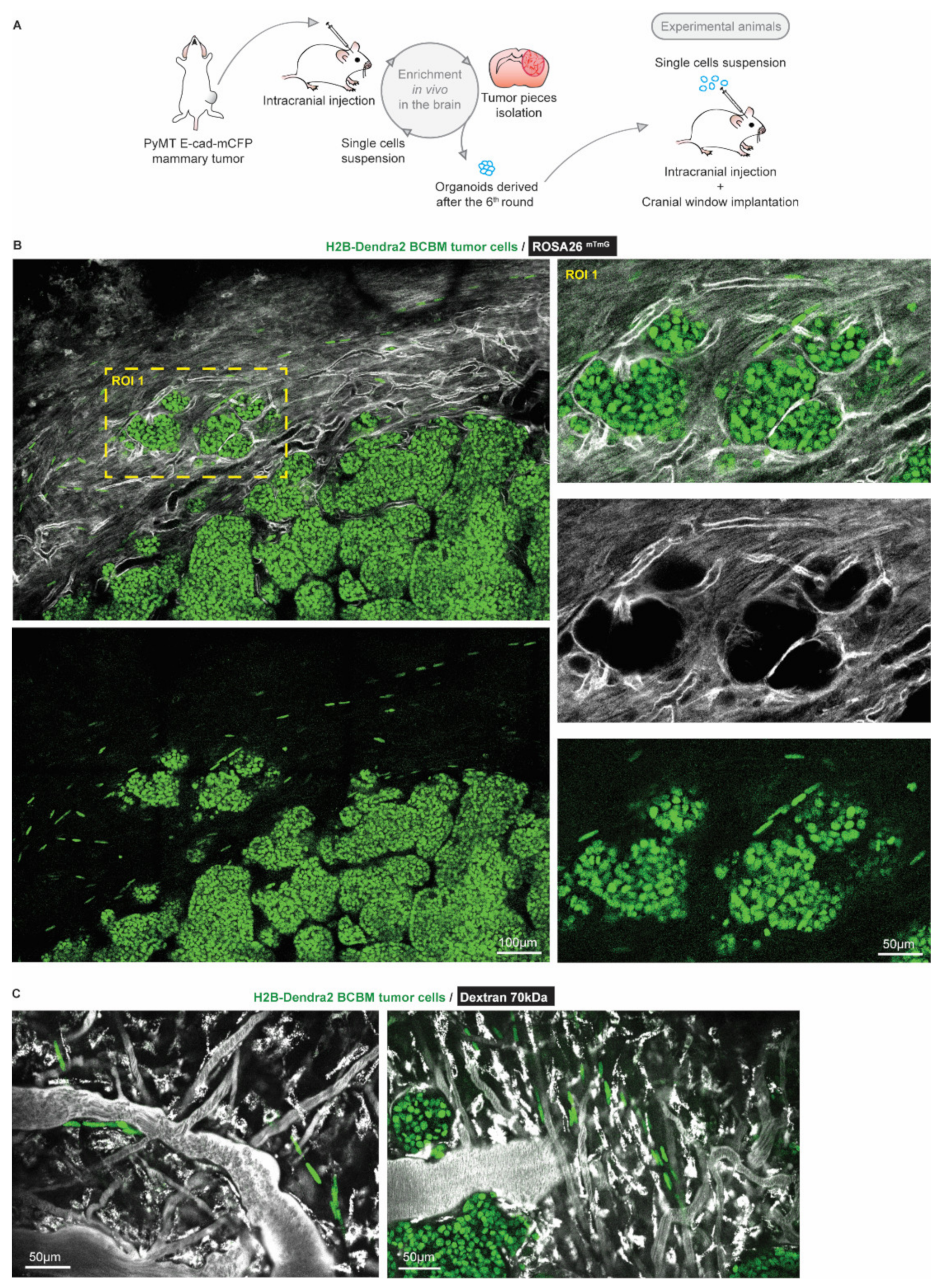 Cancers 14 03115 g001