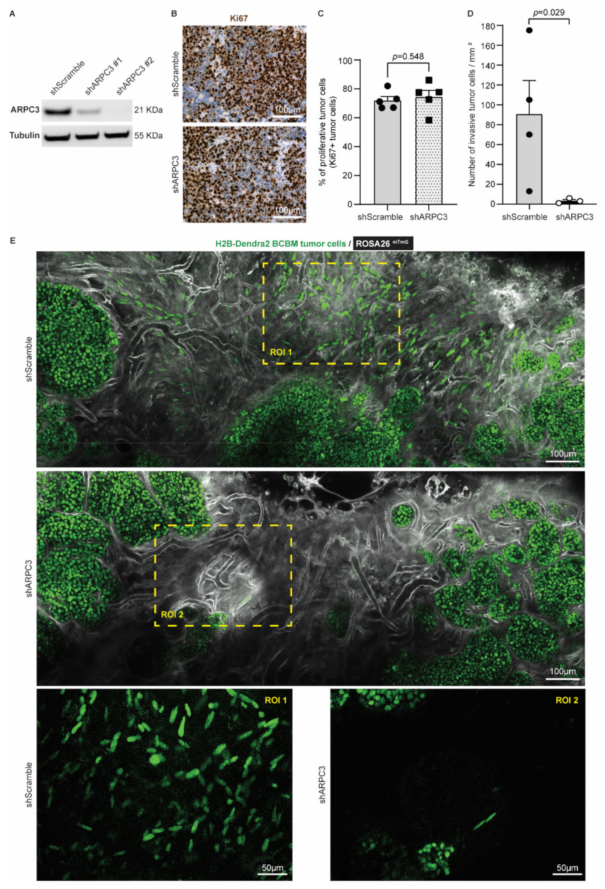 Cancers 14 03115 g003