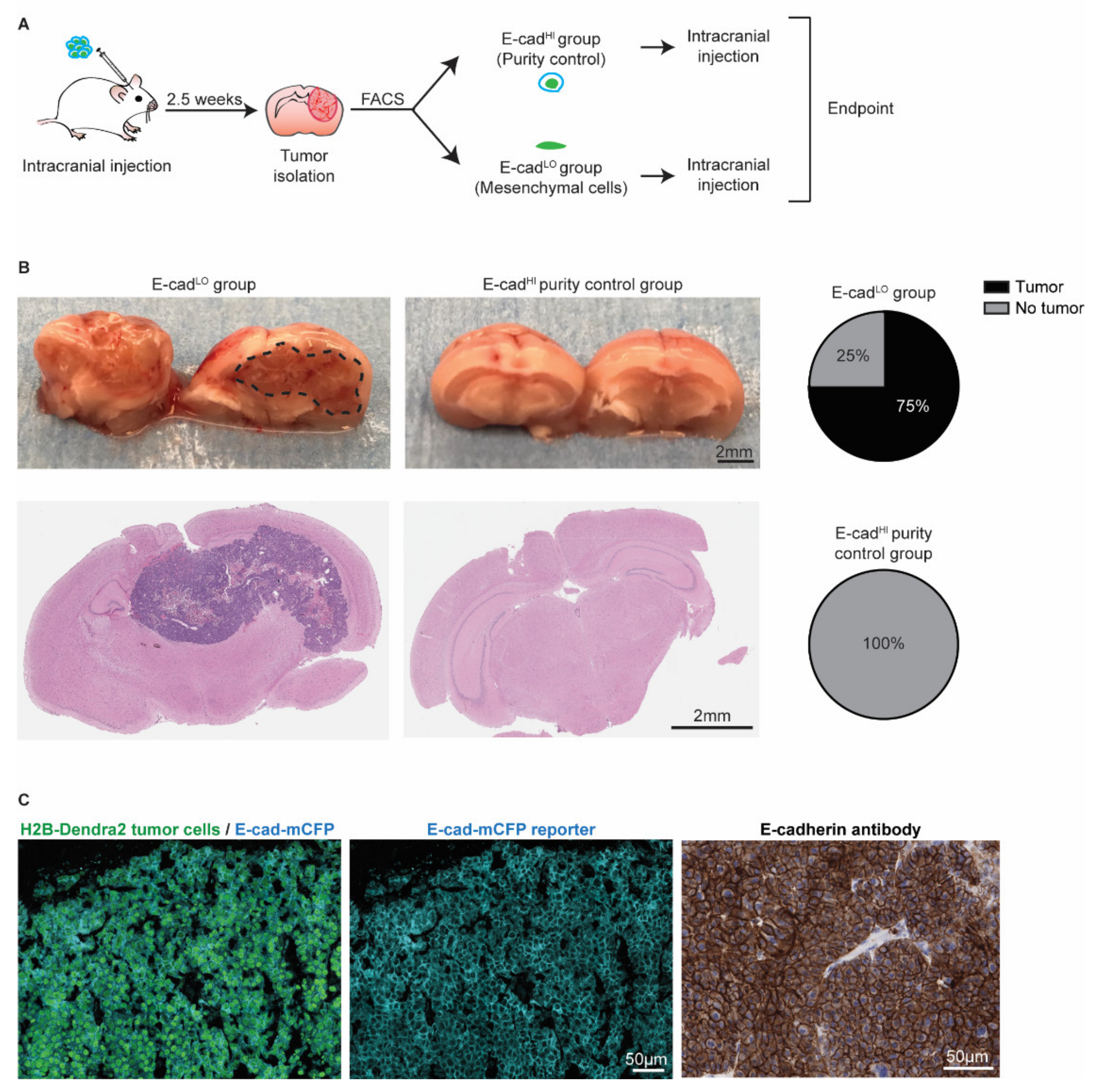 Cancers 14 03115 g006