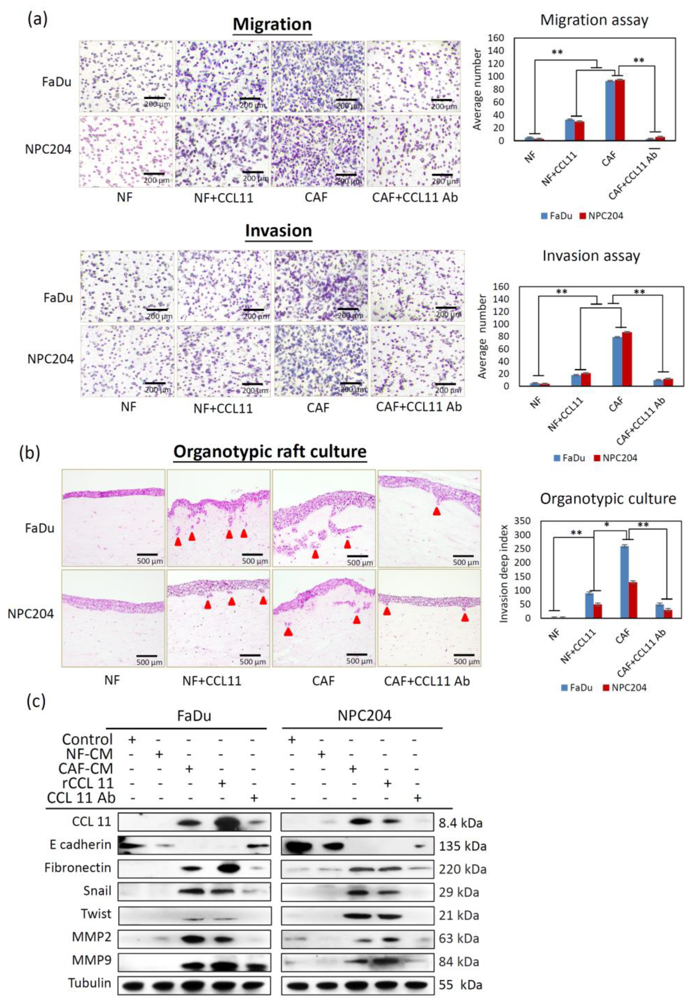 Cancers 14 03141 g002