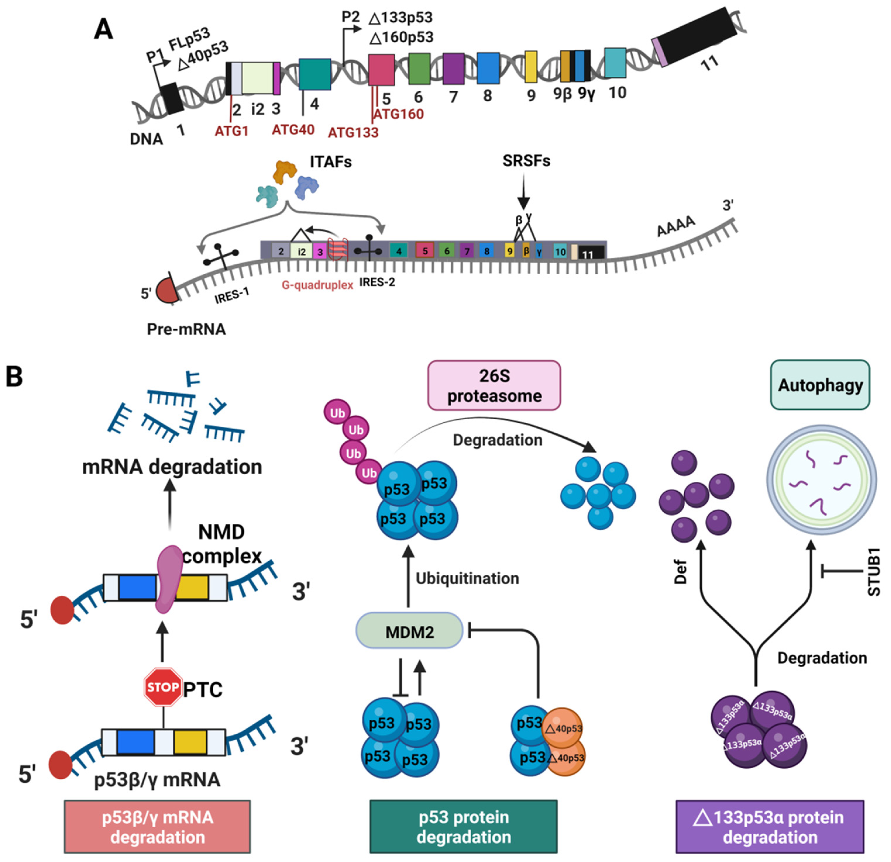 Cancers 14 03145 g002