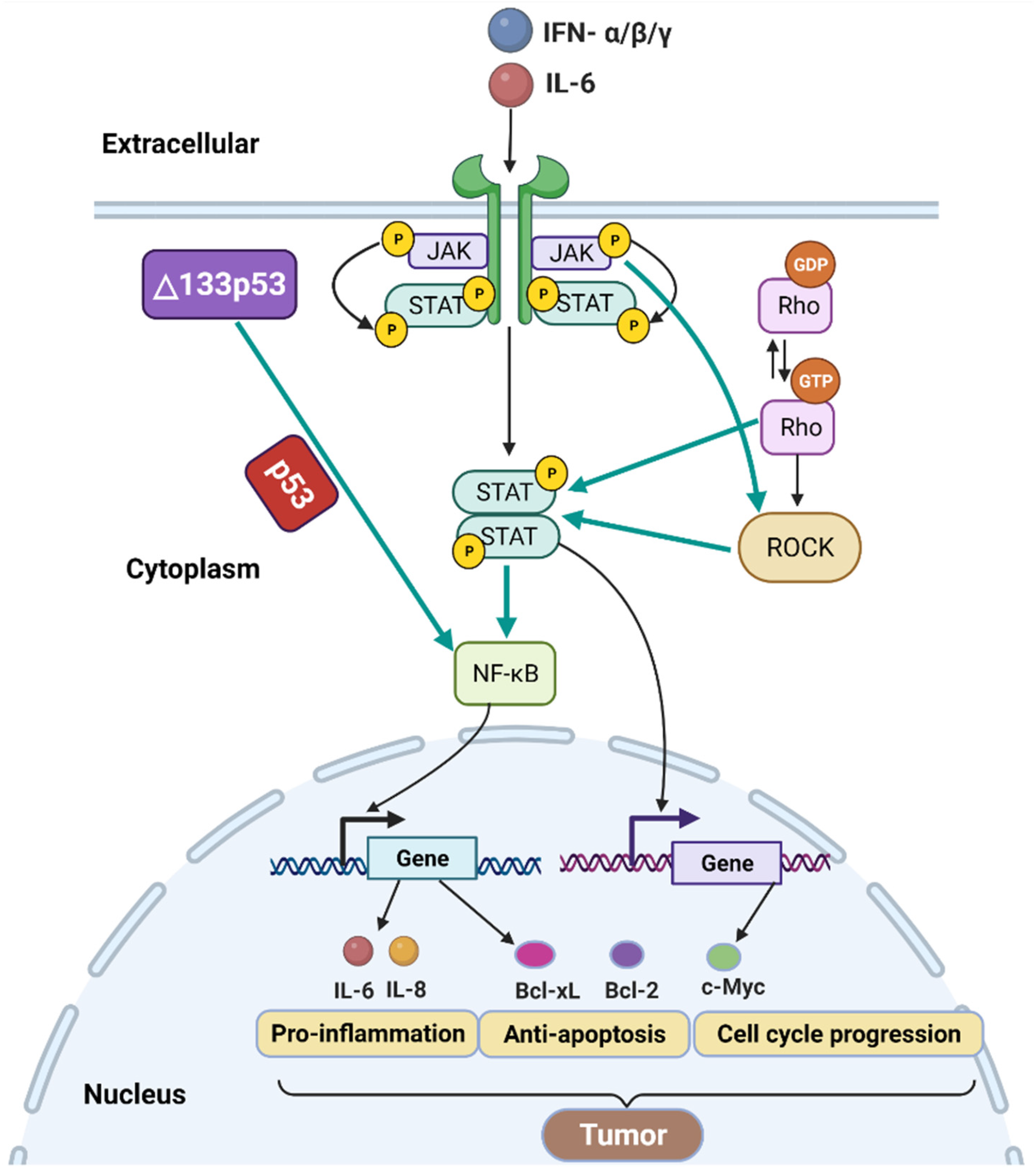 Cancers 14 03145 g004