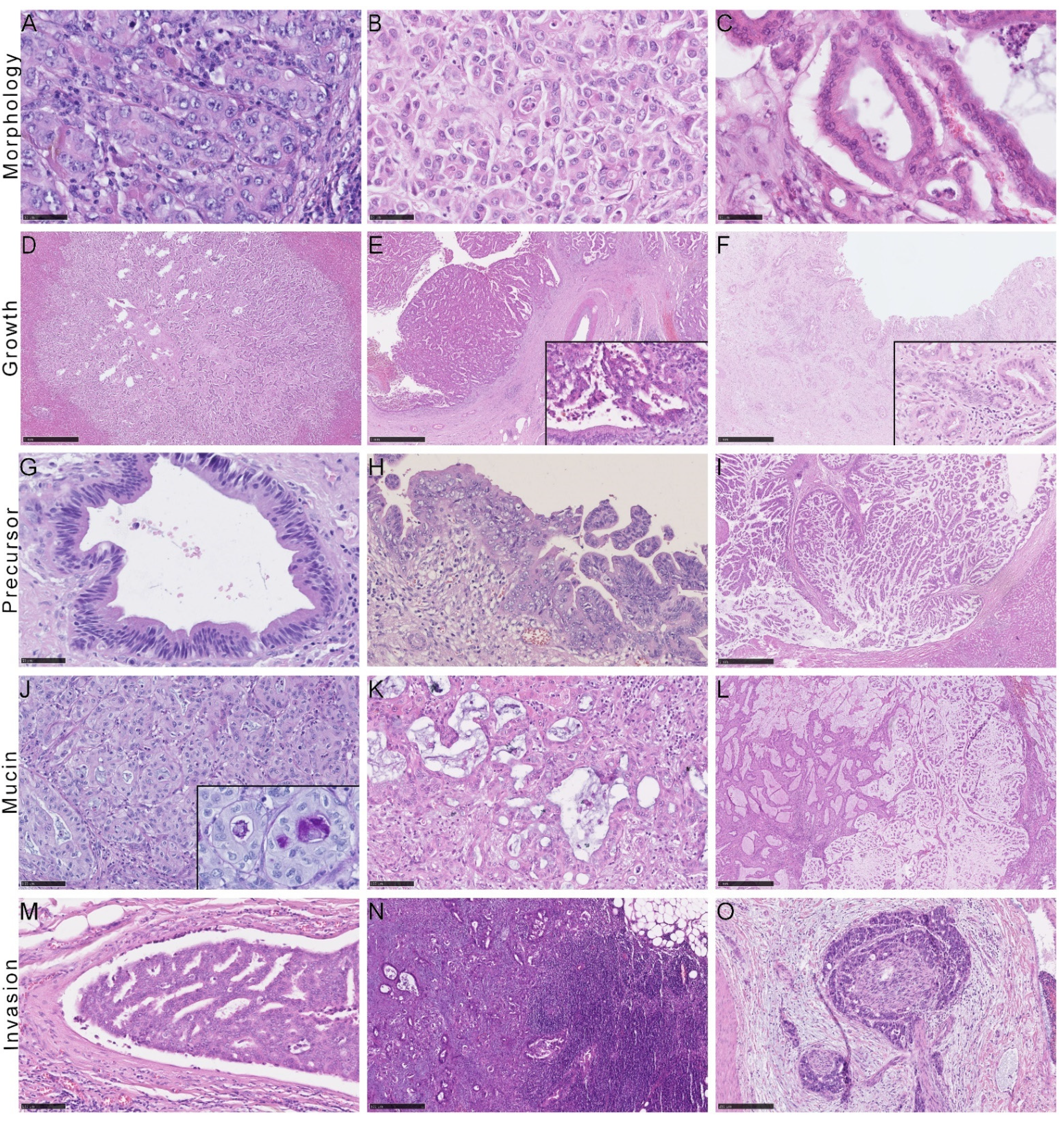 Cancers 14 03156 g002