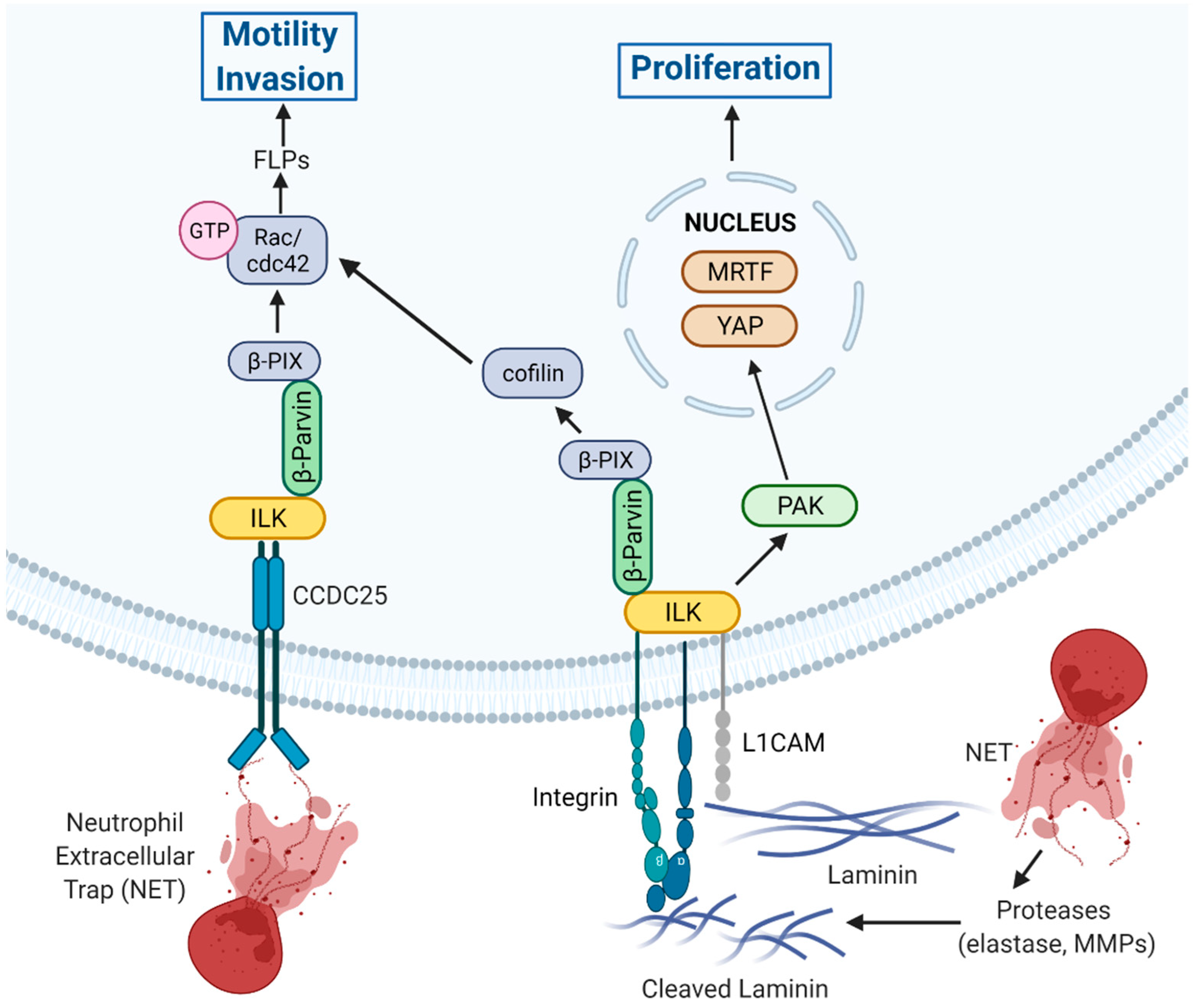 Cancers 14 03209 g003