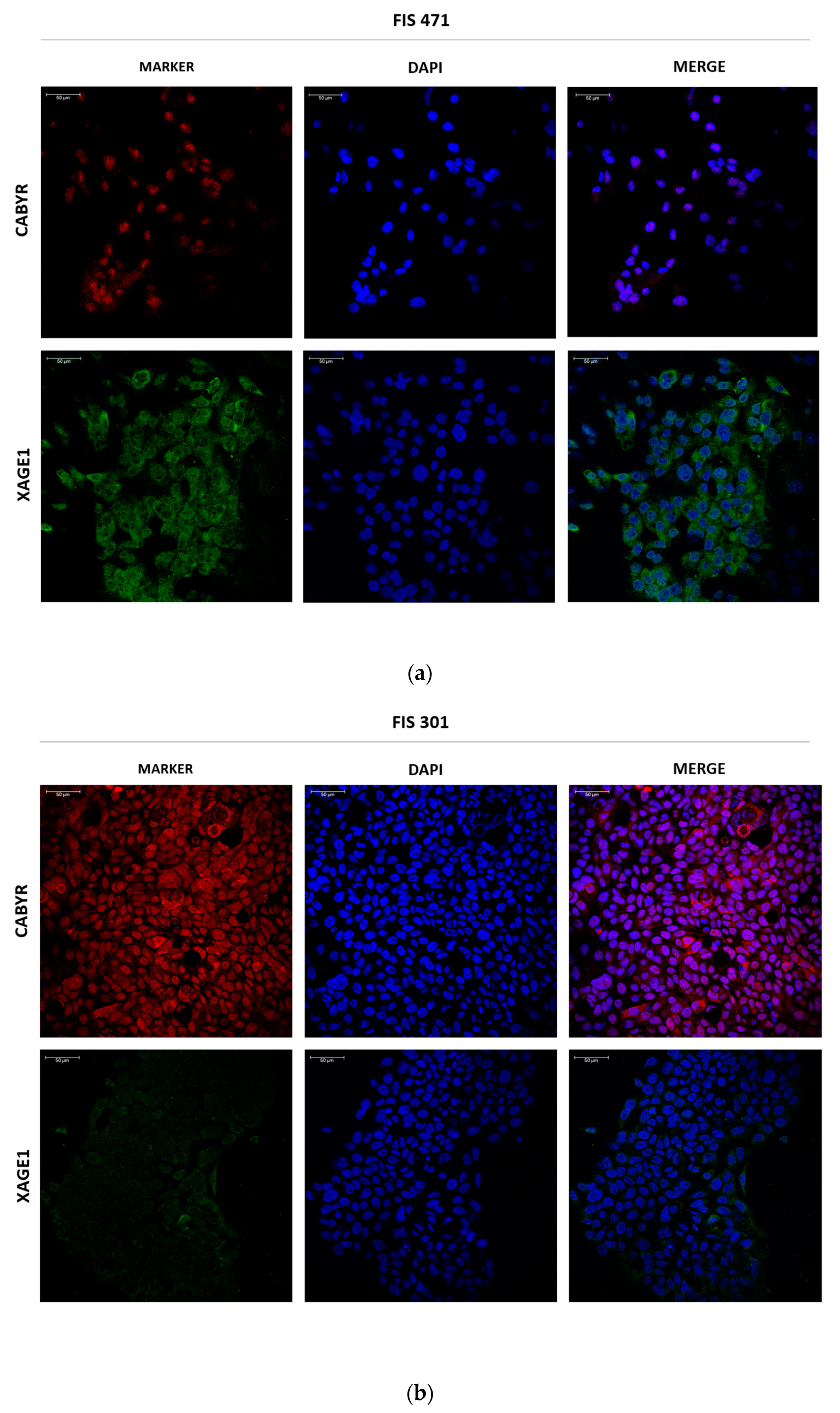 Cancers 14 03216 g006
