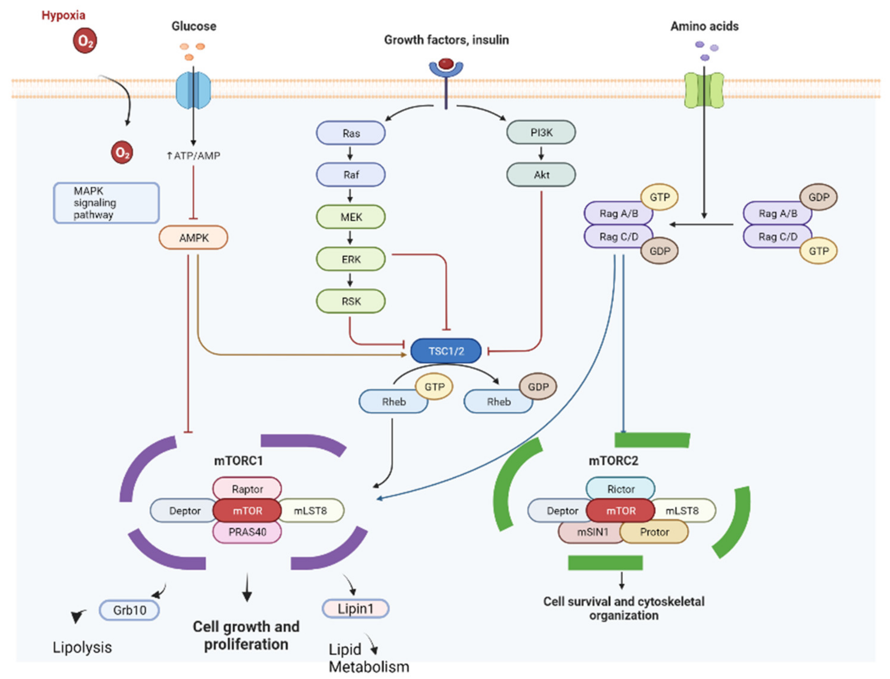 Cancers 14 03231 g006