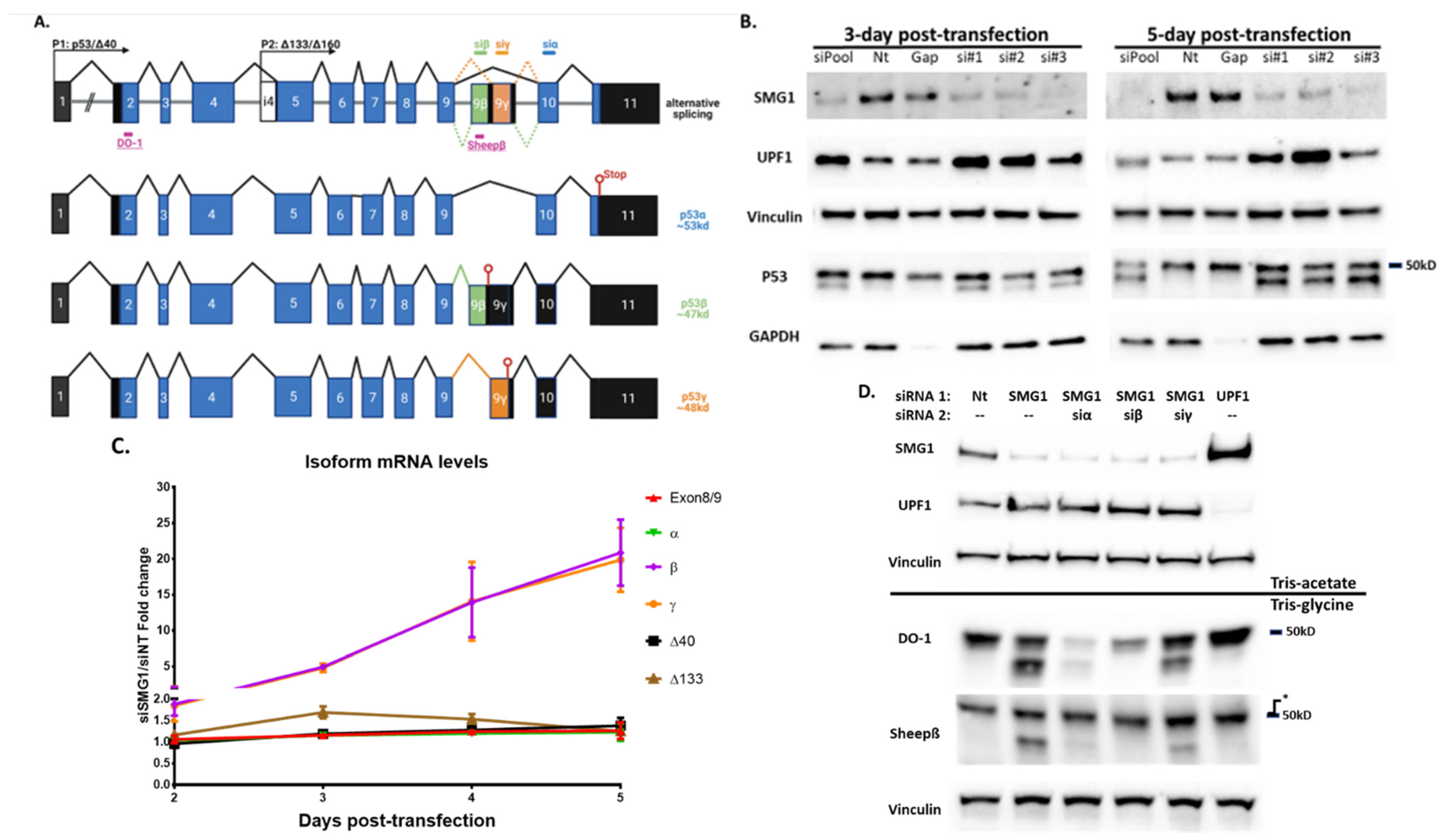 Cancers 14 03255 g002 Cancers 14 03255 g002